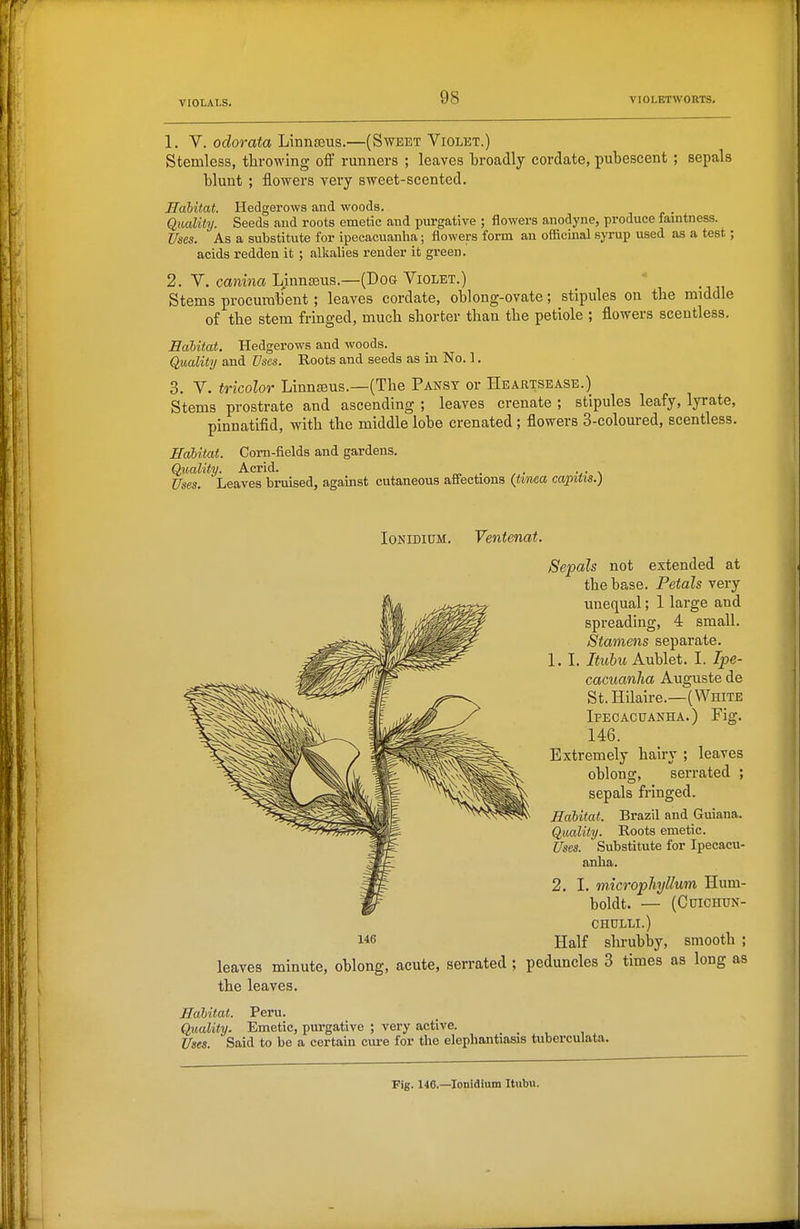 1. V. odorata Linnseus.—(Sweet Violet.) Stemless, throwing off runners ; leaves broadly cordate, pubescent ; sepals blunt ; flowers very sweet-scented. Habitat. Hedgerows and woods. Quality. Seeds aud roots emetic aud purgative ; flowers anodyne, produce faintness. Uses. As a substitute for ipecacuanha; flowers form an officinal syrup used as a test; acids redden it ; allcalies render it green. 2. V. canina Linnseus.—(Dog Violet.) Stems procumbent ; leaves cordate, oblong-ovate; stipules on the middle of the stem fringed, much shorter than the petiole ; flowers scentless. Habitat. Hedgerows and woods. Quality and Uses. Roots and seeds as in No. 1. 3. V. tricolor LinnEeus.—-(The Pansy or Heartsease.) Stems prostrate and ascending ; leaves crenate ; stipules leafy, lyrate, pinnatifid, with the middle lobe crenated; flowers 3-coloured, scentless. Habitat. Corn-fields and gardens. Quality. Acrid. . Uses. Leaves bruised, against cutaneous affections (tinea capitis.) loNiDiUM. Ventenat. Sepals not extended at the base. Petals very unequal; 1 large and spreading, 4 small. Stamens separate. 1. I. Itubu Aublet. I. Ipe- cacuanha Auguste de St.Hilaire.—(White Ipecacuanha.) Fig. 146. Extremely hairy ; leaves oblono-, serrated ; sepals fnnged. Habitat. Brazil and Guiana. Quality. Roots emetic. Uses. Substitute for Ipecacu- anha. 2. I. microphyllum Hum- boldt. — (Ccichun- CHtJLLI.) Half shrubby, smooth ; leaves minute, oblong, acute, serrated ; peduncles 3 times as long as the leaves. Habitat. Peru. Quality. Emetic, purgative ; very active. Uses Said to be a certain cui-e for the elephantiasis tuberculata. Pig. 146.—lonidlum Itubu.