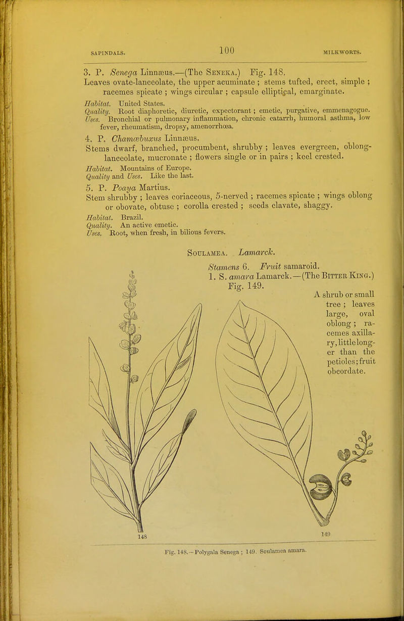 3. P. Senega Liunteus.—(The Seneka.) Fig. 148. Leaves ovate-lanceolate, the upper acuminate ; stems tufted, erect, simple ; racemes spicate ; wings circular ; capsule elliptical, emai-ginate. Ilabitat. United States. Quality. Root diaphoretic, diuretic, expectorant; emetic, purgative, emmenagogue. Uses. Bronchial or pulmonary inflammation, clironic catan-h, humoral asthma, low fever, rheumatism, di-opsy, amenorrhcea. 4. P. Chamcehuxus Linn^us. Stems dwarf, branched, procumbent, shrubby ; leaves evergreen, oblong- lanceolate, mucronate ; flowers single or in pairs ; keel crested. Habitat. Mountains of Europe. Quality and Uses. Like the last. 5. P. Poaya Martins. Stem shrubby ; leaves coriaceous, 5-nerved ; racemes spicate ; wings oblong or obovate, obtuse ; corolla crested ; seeds clavate, shaggy. Habitat. Brazil. Quality. An active emetic. Uses. Root, when fresh, in bilious fevers. SouLAMEA. Lamarck. Stamens 6. Fruit samaroid. Fig. U8.-Polygala Senega; 14!). Soulmiiea nmorn.