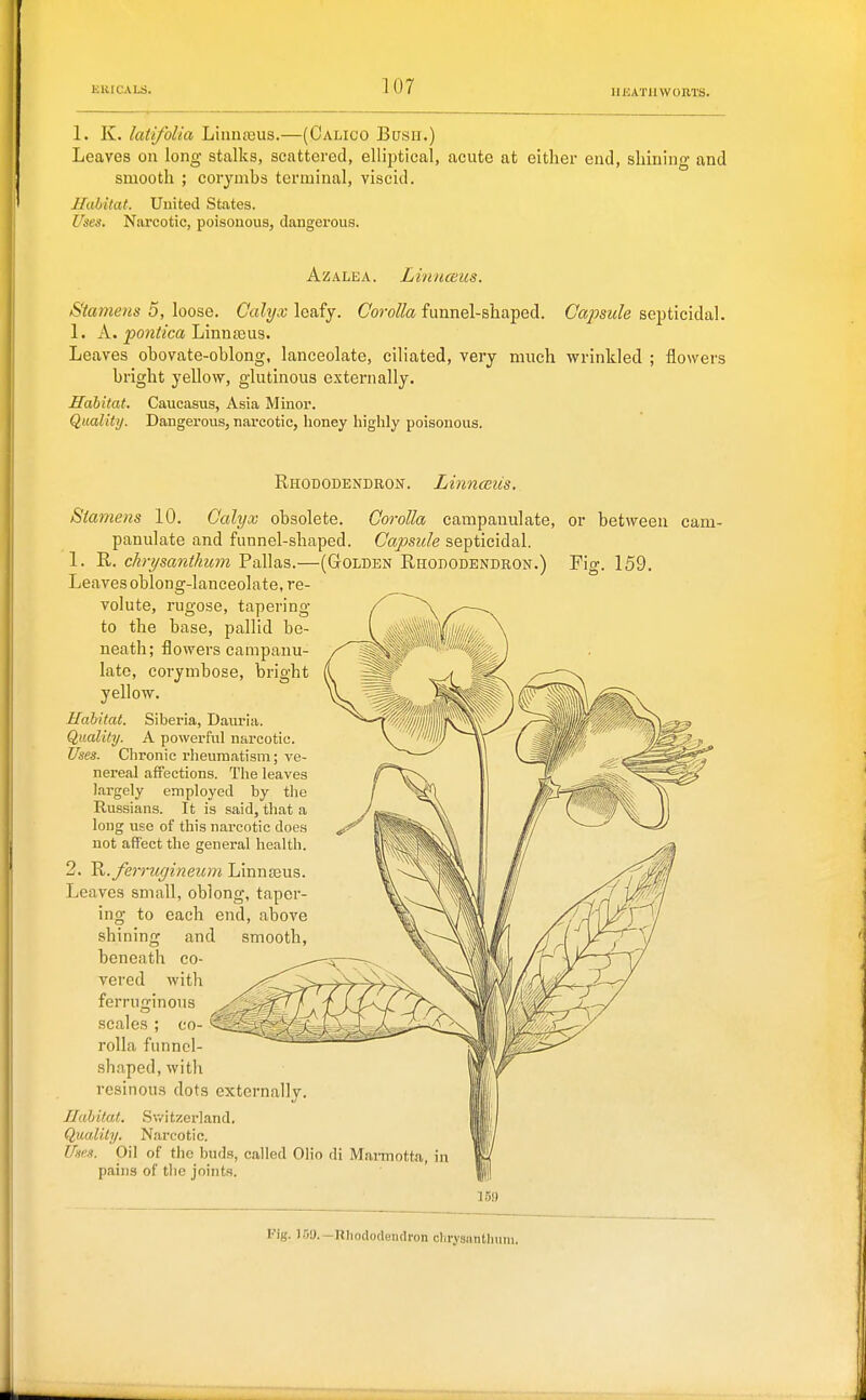 11 EATll WORTS. 1. K. latifolia Linnteus.—(Calico Bush.) Leaves on long stalks, scattered, elliiJtical, acute at either end, sliming and smooth ; corymbs terminal, viscid. Hahitat. United States. Uses. Narcotic, poisonous, dangerous. Azalea. Linnceus. Stamens 5, loose. Calyx leafy. Corolla funnel-shaped. Capsule septicidal. 1. A. ^o?2i(/ca Linnteus. Leaves obovate-oblong, lanceolate, ciliated, very much wrinkled ; flowers bright yellow, glutinous externally. Habitat. Caucasus, Asia Minor. Quality. Dangerous, narcotic, honey highly poisonous. Rhododendron. Linnceiis. Stamens 10. Calyx obsolete. Corolla campanulate, or between cam- panulate and funnel-shaped. Capsule septicidal. 1. R. chrysanthum Pallas.—(Golden Rhododendron.) Fig. 159. Leaves oblong-lanceolate, re- volute, rugose, tapering to the base, pallid be- neath; flowers campanu- late, corymbose, bright yellow. Habitat. Siberia, Dauria. Quality. A powerful narcotic. Uses. Chronic rheumatism; ve- nereal affections. The leaves largely employed by the Russians. It is said, that a long use of this narcotic does not affect the general health. 2. ^.ferrugineum LinnEieus. Leaves small, oblong, taper- ing to each end, above shining and beneath co- vered with ferruginous scales ; co rolla funnel shaped, with resinous dots externally Habitat. Sv/itzerland, Qiialily. Narcotic. Uses. Oil of the buds, called Olio di Mni-motta, in pains of the joints. 15!) l''if,'. ITji). -Uliorlortendron clirysiintliiini.