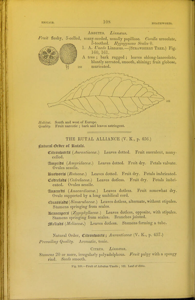 EBICAIS. lOS HEATH WORTS. Arbutus. LinncBus. Fruit fleshy, 5-celled, many-seeded, usually papillose. Co?-o^/« urceolate, 5-toothed. liypogynous Scales 0. 1. A. Unedo Linnajus.—(Strawbehhy Tree.) Fig. 160, 161. A tree ; bark rugged ; leaves oblong-lanceolate, bluntly serrated, smooth, shining; fruit globose, 160 muricated. Habilat. South and west of Eiu'ope. Quality. Fruit narcotic ; bark and leaves astringent. THE RUTAL ALLIANCE (V. K., p. 456.) JJatiiral &xiitx at Mutal^. dttrniTtDOrt^ [Aurantiacece.) Leaves dotted. Fruit succulent, many- celled. ^mjjriO^ {Amyridacece.) Leaves dotted. Fruit dry. Petals valvate. Ovules sessile. 3JuciU0rt;S [Butacece.) Leaves dotted. Fruit dry. Petals imbricated. CcUrcIaif^ [CedrelacecB.) Leaves dotless. Fruit dry. Petals imbri- cated. Ovules sessile. Slnacartt^ (Anacardiacece.) Leaves dotless. Fruit somewhat dry. Ovule supported by a long umbilical cord. iSlUK^^m'aS {Simai'ubacece.) Leaves dotless, alternate, without stipules. Stamens springing from scales. aScauraj^cv^ {Zygophyllacecc.) Leaves dotless, opposite, with stii)ulcs. Stamens springing from scales. Branches jointed. iMeltatrS {Meliacecs.) Leaves dotless. Stamens forming a tube. Natural Order, Citr0utU0rt^; Aurantiacece (V. K., p. 457.) Prevailing Quality. Aromatic, tonic. Citrus. Linnceus. Stamens 20 or more, irregularly polyadelphous. Fruit pulpy with a spongy rind. Seeds smooth. l''ig. 160.—Fi-uit of Arbutus Unedo ; 161. Leaf of ditto.