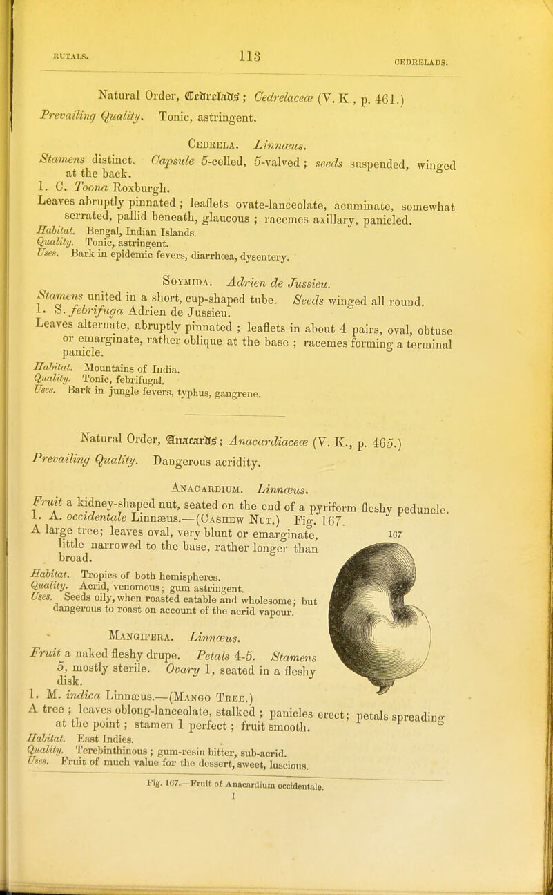 ClilDRELADS. Natural Order, drtrrclairsf; Gedrelacece (V. K , p. 461.) Prevailing (Quality. Tonic, astringent. Cedrela. Linnaeus. Stamens distinct. Capsule 5-celled, 5-valved ; seeds suspended, winged at the back. ° 1. C. Toona Roxburgh. Leaves abruptly pinnated ; leaflets ovate-lanceolate, acuminate, somewhat serrated, pallid beneath, glaucous ; racemes axillary, panicled. Halitat. Bengal, Indian Islands. Quality. Tonic, astringent. Uses. Baric in epidemic fevers, diarrhoea, dysentery. SoYMiDA. Adrien de Jussieu. Stamens united in a short, cup-shaped tube. Seeds winged all round. 1. b./eon/if^a Adrien de Jussieu. Leaves alternate, abruptly pinnated ; leaflets in about 4 pairs, oval, obtuse or emargmate, rather oblique at the base ; racemes forming a terminal pamcle. Habitat. Mountains of India. Quality. Tonic, febrifugal. Uses. Bark in jungle fevers, typhus, gangrene. Natural Order, ^nacarft^; Anacardiacece (V. K., p. 465.) Prevailing Quality. Dangerous acridity. Anacardium. Linnwus. Fruit a kidney-shaped nut, seated on the end of a pyriform fleshy peduncle, i. A. occidentale Linnaeus.—(Cashew Nut.) Fig. 167. A large tree; leaves oval, very blunt or emarginate, 167 little narrowed to the base, rather longer than broad. Habitat. Tropics of both hemispheres. QualitT/. Acrid, venomous; gum astringent. Uses. Seeds oily, when roasted eatable and wholesome; but dangerous to roast on account of the acrid vapour. Mangifera. Linnasus. Fruit a naked fleshy drupe. Petals 4-5. Stamens 5, mostly sterile. Ovary 1, seated in a fleshy disk. 1. M. indica Linnaaus.—(Mango Tree.) A tree ; leaves oblong-lanceolate, stalked ; panicles erect; petals spreadino- at the pomt; stamen 1 perfect; fruit smooth. Halitat. East Indies. Quality. Terebinthinous; gum-resin bitter, sub-acrid. Uses. Fruit of much value for the dessert, sweet, luscious. Fig. 167—Fruit of Anacardium occidentale. I