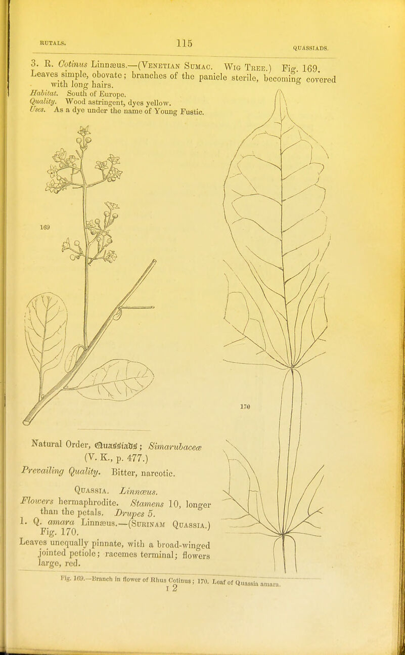 QUASSUDS, 3. R. Cotimis Linna3us.—(Venetian Sumac. Wig Thee ) Y'ls 169 Leaves simple obovate; branches of the panicle sterile,^ becoming covered with long ban-s. ° Habitat. Soutli of Europe. Quality. Wood astringent, dyes yellow. Uses. As a dye under the name of Young Fustic. Natural Order, HMnS^irCS^; Simaruhacece (V. K., p. 477.) Prevailing Quality. Bitter, narcotic. Quassia. Linnceus. Flowers hermaphrodite. Stamens 10, longer than the petals. Drupes 5. ° 1. Q. amara Linnaaus.—(Sujhnam Quassia ) Fig. 170. ' Leaves unequally pinnate, with a broad-winged jointed petiole; racemes terminal; flowers large, red. \ 170 Fig. 169.-Branch in flower of Rhus Cotlnua; 170. Leaf of Quassia am^;;. T Z /