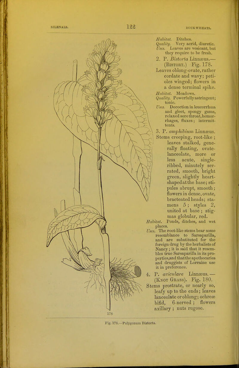 Habitat. Ditches. Quality. Very acrid, diuretic. Uses. Leaves are vesicant, but they requii'e to be fresh. 2. P. Bistorta Linnaeus.— (Bistort.) Fig. 178. Leaves oblong-ovate, rather cordate and wavy; peti- oles winged; flowers in a dense terminal spike. Habitat. Meadows. Quality. Powerfully astringent; tonic. Uses. Decoction in leucorrhoea and gleet, spongy gums, relaxed sore throat, hemor- rhages, fluxes; intermit- tents. 3. P. ampMbium Linnceus. ' Stems creeping, root-like ; leaves stalked, gene- rally floating, ovate- lanceolate, more or less acute, single- ribbed, minutely ser- rated, smooth, bright green, slightly heart- shaped at the base; sti- pules abrupt, smooth; flowers in dense, ovate, bracteated heads; sta- mens 5 ; styles 2, united at base ; stig- mas globular, red. Habitat. Ponds, ditches, and wet places. Uses. The root-like stems beai some resemblance to Sarsaparilla, and are substituted for the foreign drug by the herbalists of Nancy; it is said that it resem- bles true Sarsaparilla in its pro- perties,and thatthe apothecaries and druggists of Lorraine use it in preference. P. aviculare Linnaeus. — (Knot Grass). Fig. 180. Stems prostrate, or nearly so, leafy up to the ends; leaves lanceolate or oblong; ochrese bifid, 6-nerved ; flowers axillary ; nuts rugose. Fig. 178.—Polygonum Bistorta.