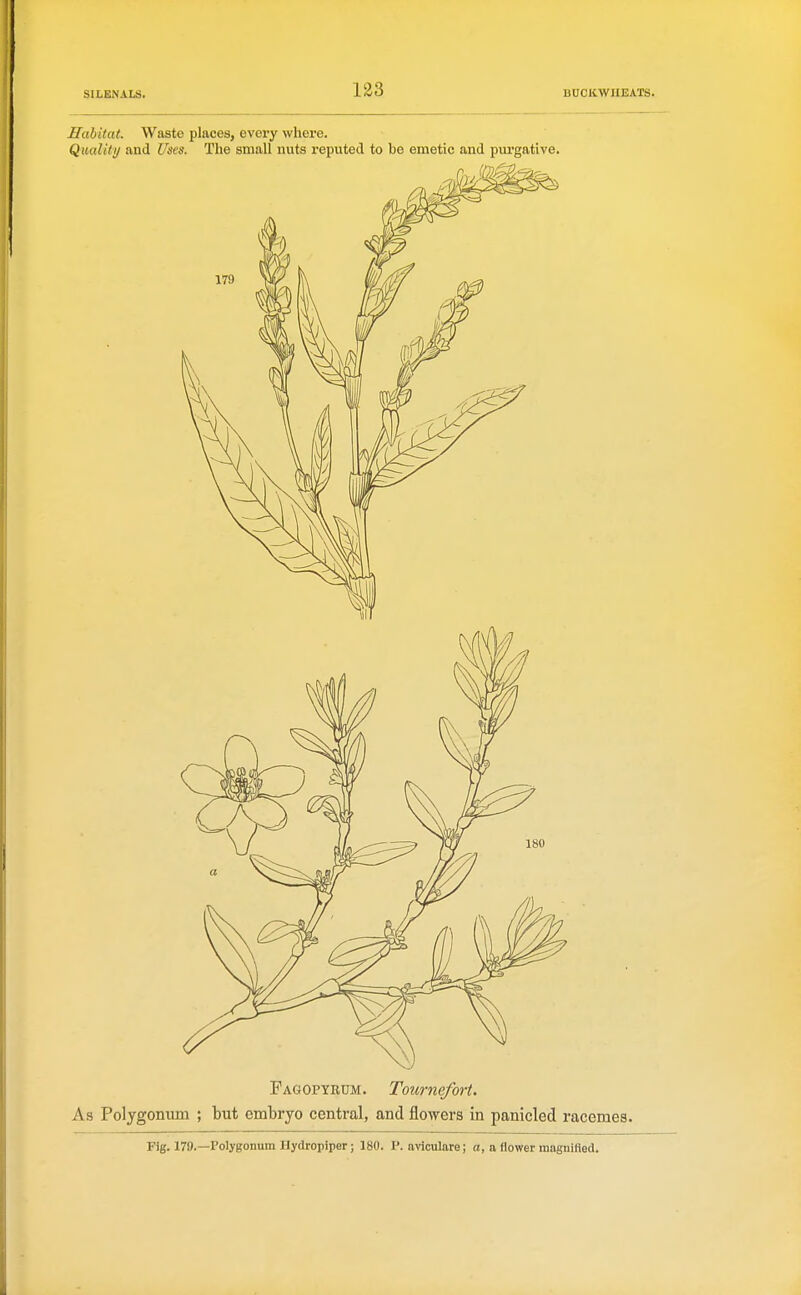 133 Habitat. Waste places, every where. Qmliti/ and Uses. The small nuts reputed to be emetic and purgative. Fagopyrum. Tourne/ort. As Polygonum ; but embryo central, and flowers in panicled racemes. Fig. 170.—Polygonum Hydropiper; 180. P. aviculare; a, a flower magnified.