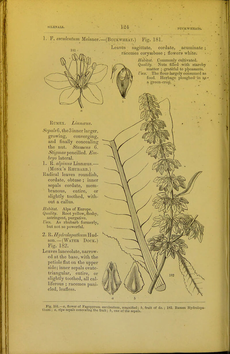 HOCKWHEATS. 1. F. esculentum Mekner:—(Buckwheat.) Fig. 181. RcTMEX. LinncEUS. Sepals 6, the 3 inner larger, growing, converging, and finally concealing the nut. Stamens 6. Stigmas pencilled. Em- hryo lateral. 1. R. Liunteus.— (Monk's Rhubarb.) Radical leaves roundish, cordate, obtuse ; inner sepals cordate, mem- ■ branous, entire, or slightly toothed, with- out a callus. Habitat. Alps of Europe. Quality. Root yellow, fleshy, astringent, purgative. Uses. As rhubarb formerly, but not so powerful. 2. R. Hydrolapathum Hud- son.—(Water Dock.) Fig. 182. Leaves lanceolate, narrow- ed at the base, with the petiole flat on the upper side; inner sepals ovate- triangular, entire, or slightly toothed, all cal- liferous ; racemes pani- cled, leafless. Leav6s sagittate, cordate, acuminate ; racemes corymbose ; flowers white. Habitat. Commonly cultivated. Quality. Nuts filled with stai'cliy matter ; grateful to pheasants. Ifses. The flour.largely consumed as food. Herbage ploughed in a green-crop. Fig. 181.-a, flower of Fagopynim esculentum, magnified; 6, fruit of do.; 182. Kumex Hyi thum ; a, ripe sepals conccalmg the fruit; 6, one of the sepals.