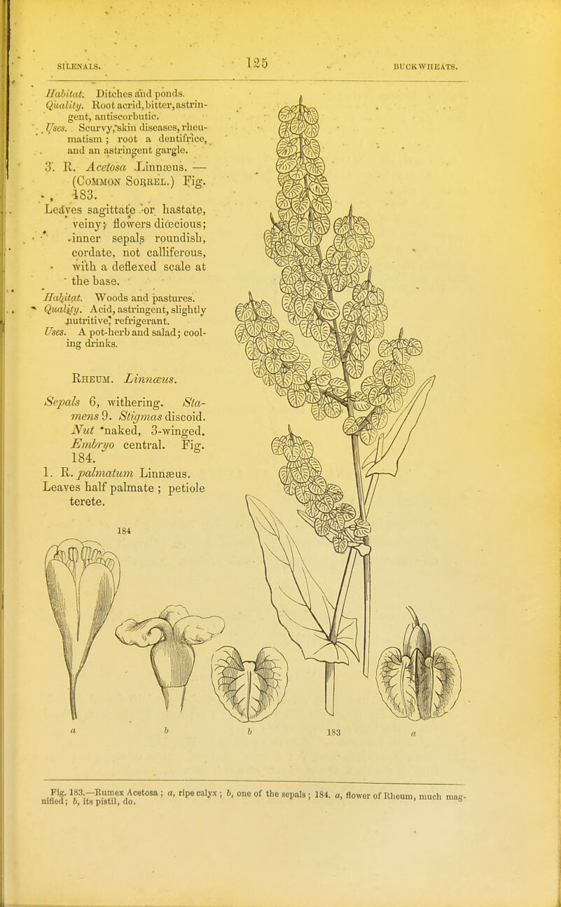 llahitat. Ditches and ponds. Quality. Root acrid, bitter, astrin- gent, antiscorbutic. (te. Scurvy,*siiin diseases, rheu- matism ; root a dentifrice, and au asti-ingent gai-gle. 3. R. Aceiosa Xinnteus. — (Common Sorrel.) Fig. . , 183. Ledyes sagittate .'or hastate, veiny ;• flowers dicecious; -inner sepals rpundisli, cordate, not calliferous, with a deflexed scale at  the hase. • Haliitdt. Woods and pastures!, Quality. Acid, astringent, shghtly jiutritive' refrigerant. Uses. A pot-herb and salad; cool- ing drinks. Rheum. Linnceus. Sepals 6, withering. Sta- mens 9. Stigynas discoid. Nut 'naked, 3-winged. Embri/o central. Fig. 184. 1. palmatum Linnaeus. Leaves half palmate ; petiole terete. Fig. 18.3.-Kumex Acetosa ; a, ripe calyx ; h, one of the sepals ; 184. a, flower of Rheum, much nined; 6, its pistil, do.