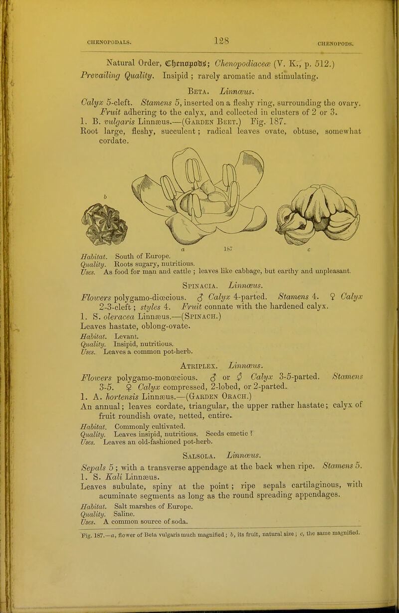 Natural Order, (fl:ljciT0j[)ntf^; GhenopodiacecB (V. K:, p. 512.) Prevailing Quality. Insipid ; rarely aromatic and stimulating. Beta. Linnceus. Calyx 5-cleft. Stamens 5, inserted on a fleshy ring, surrounding the ovary. Fruit adhering to the calyx, and collected in clusters of 2 or 3. 1. B. vulgaris Linnffius.—(Garden Beet.) Fig. 187. Root large, fleshy, succulent; radical leaves ovate, obtuse, somewhat cordate. a IS c Habitat. South of Europe. Quality. Roots sugary, nutritious. Uses. As food for man and cattle ; leaves like cabbage, but earthy and unpleasant. Spinacia. Linnceus. Flowers polygamo-dicecious. S Calyx 4-parted. Stamens 4. 9 Calyx 2- 3-eleft; styles 4. Fruit connate with the hardened calyx. 1. S. oleracea Linnteus.—(Spinach.) Leaves hastate, oblong-ovate. Habitat. Levant. Quality. Insipid, nutritious. Uses. Leaves a common pot-herb. Atriplex. Linnceus. Flowers polygamo-moncecious. S oi 0 Calyx 3-5-parted. Stamens 3- 5. ? Calyx compressed, 2-lobed, or 2-parted. 1. A. hortensis Linnaeus.—(Garden Orach.) An annual; leaves cordate, triangular, the upper rather hastate; calyx of fruit roundish ovate, netted, entire. Habitat. Commonly cultivated. Quality. Leaves insipid, nutritious. Seeds emetic ? Uses. Leaves an old-fashioned pot-herb. Salsola. Linnceus. Sepals 5 ; with a transverse appendage at the back when ripe. Stamens 5. 1. S. Kali Linnaeus. Leaves subulate, spiny at the point ; ripe sepals cartilaginous, with acuminate segments as long as the round spreading appendages. Habitat. Salt marshes of Em-ope. Qimlity. SaUne. Uses. A common source of soda. Fig. 187.—a, flower of Beta vulgaris much magnified; 6, its fruit, natural size; c, the same magnified.