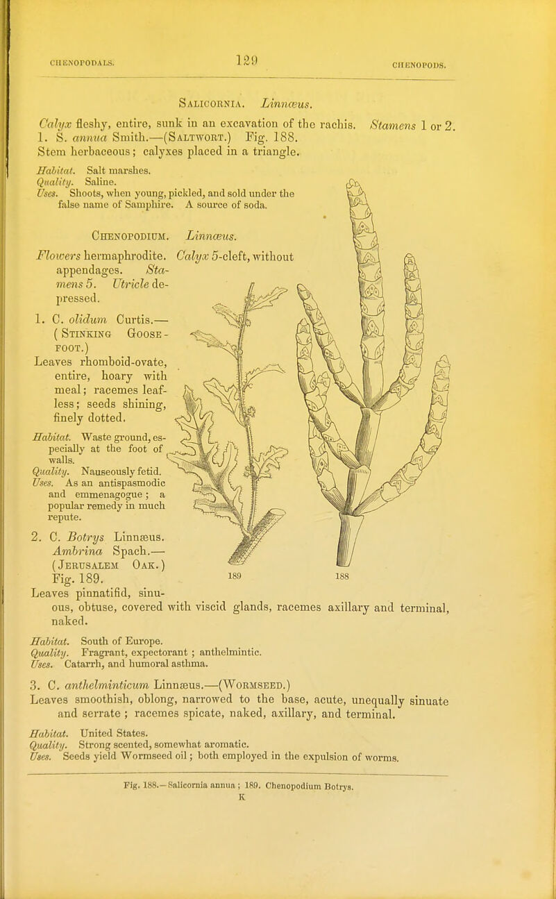 Salicornia. Linnceus. Calyx fleshy, entire, sunk in an excavation of the rachis. Stamens 1 or 2. 1. S. annua Smith.—(Saltwort.) Fig. 188. Stem herbaceous; calyxes placed in a triangle. Habitat. Salt marshes. Quality. Saline. Uses. Shoots, when young, pickled, and sold under the false name of Samphire. A source of soda. Linnceus. Calyx 5-cleft, without Chenopodium. Floivers hermaphrodite, appendages. Sta- mens 5. Utricle de- pressed. 1. C. olidum Curtis.— ( Stinking Goose - FOOT.) Leaves rhomboid-ovate, entire, hoary with meal; racemes leaf- less ; seeds shining, finely dotted, Habitat. Waste ground, es- pecially at the foot of walls. Quality. Nauseously fetid. Uses. As an antispasmodic and emmenagogue; a popular remedy in much repute. 2. C. Botrys Linnseus. Ambrina Spach.— (Jerusalem Oak.) Fig. 189. Leaves pinnatifid, sinu- ous, obtuse, covered with viscid glands, racemes axillary and terminal, naked. Habitat. South of Europe. Quality. Fragrant, expectorant ; anthelmintic. Uses. Catarrh, and humoral asthma. 3. C. anthelminticum Linnseus.—(Wormseed.) Leaves smoothish, oblong, narrowed to the base, acute, unequally sinuate and serrate ; racemes spicate, naked, axillary, and terminal. Habitat. United States. Quality. Strong scented, somewhat aromatic. Uses. Seeds yield Wormseed oil; both employed in the expulsion of worms. Fig. 188.—Salicornia annua ; 189. Chenopodium Botrys. K