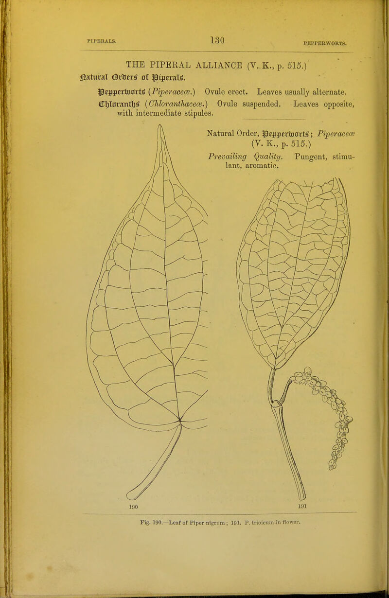 PPPPERWOBTS. THE PIPERAL ALLIANCE (V. K., p. 515.) i3atttvitl Orifcr^ of ptjiciate. ?3ci)pcvb30rt^ {Piperacece.) Ovule erect. Leaves usually alternate. fiETjIornufi^^ (Ghloranthacece.) Ovule suspended. Leaves opposite, with intermediate stipules. Natural Order, pcjJj^crJuortjS; Piperacece (V. K., p. 515.) Prevailing Quality. Pungent, stimu- lant, aromatic. 1,00 191 Fig. 190.—Leaf of Piper nigrum ; 191. P. trioicuni in flower.