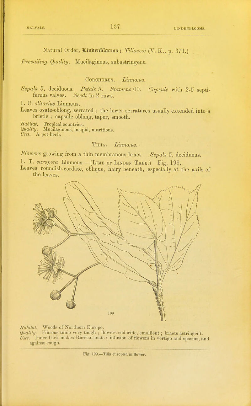 LINDENULOOMS. Natural Order, JlfulfrnBIaoni;^; Tiliacece (V. K., p. 371.) Prevailing Quality, Mucilaginous, subastringeut. CoRCHORDS. Linnaeus. Sepals 5, deciduous. Petals 5. Stamens 00. Capsule with 2-5 septi- ferous valves. Seeds in 2 rows. I.e. olitorius Linnseus. Leaves ovate-obloug, serrated ; the lower serratures usually extended into a bristle ; capsule oblong, taper, smooth. Habitat, Tropical countries. Quality. Mucilaginous, insipid, nutritious. Uses. A pot-herb, TiLiA. Limioius. Floioers growing from a thin membranous bract. Sepals 5, deciduous. 1. T. europcea Linnseus.—(Ltme or Linden Tree.) Fig. 199. Leaves roundish-cordate, oblique, hairy beneath, especially at the axils of the leaves. Habitat. Woods of Northern Europe. Quality. Fibrous tunic very tough ; flowers sudorific, emollient; bracts astringent. Uses. Inner bark makes Russian mats ; infusion of flowers in vertigo and spasms, and against cough. Fig. 199,—Tilia europiEa in flower.