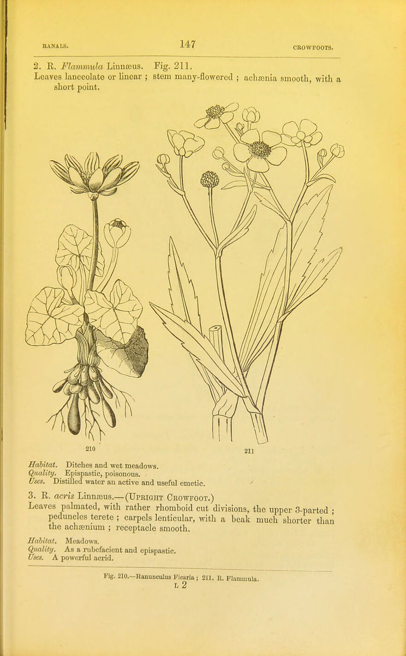 2. E.. Flammida Linuscus. Fig. 211. Leaves lanceolato or linear ; stem many-flowered ; achsenia smooth, with a short point. Hahitat. Ditches and wet meadows. Quality. Epispastic, poisonous. Uses. Distilled water an active and useful emetic. 3. E. acris Linnaeus.— (Upright Crowfoot.) Leaves palmated, with rather rhomhoid cut divisions, the upper 3-parted ; peduncles terete ; carpels lenticular, with a heak much shorter than the achsenium ; receptacle smooth. Hahitat. Meadows. Quality. As a rubefacient and epispastic. Uses. A powerful acrid. Fig. 210.—Ranunculus Ficiria j 211. R. Flammula L 2