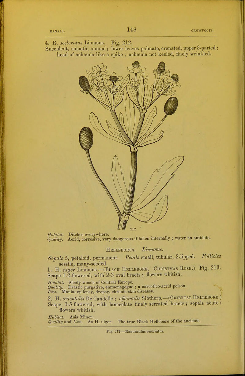 4. R. sceleratus Linnajus. Fig. 212. Succulent, smooth, annual; lower leaves palmate, crenated, upper 3-parted; head of achtenia like a spike ; acliienia not keeled, finely wrinkled. Habitat. Ditches everywhere. Quality. Acrid, corrosive, very dangerous if taken internally ; water an antidote. Helleboeus. Linnceus. Sepals 5, petaloid, permanent. Petals small, tubular, 2-lipped. Follicles sessile, many-seeded. . 1. H. niger Linnseus.—(Black Hellebore. Christmas Rose.) Fig. ZL6. Scape 1-2-flowered, with 2-3 oval bracts ; flowers whitish. Habitat. Shady woods of Central Europe. Quality. Drastic purgative, emmenagogue ; a narcotico-acrid poison. Uses. Mania, epilepsy, dropsy, chronic skin diseases. V 2. H. orientalis De Candolle ; officinalis Sibthorp.—(Oriental Hellebore.} Scape 3-5-flowered, with lanceolate finely serrated bracts ; sepals acute ; flowers whitish. Habitat. Asia Minor. Quality and Uses. As H. niger. The true Black Hellebore of tlie ancients. Pig. 212,—Ranunculus sceleratus.