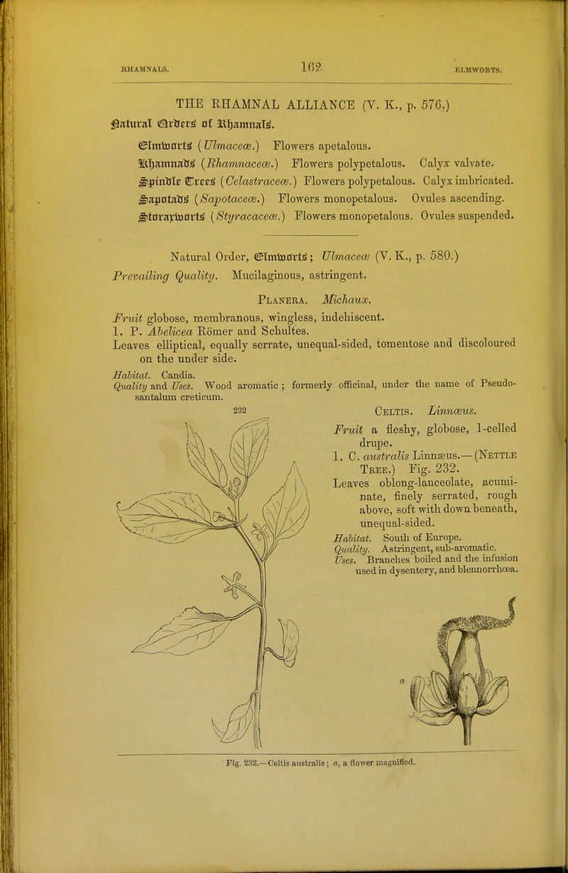 16?, THE RHAMNAL ALLIANCE (V. K., p. 576.) jUatural carter^ of aaijamnaljS. (SImtoovtS {Ulmacece.) Flowers apetalous- llljamualf^ {Bhamnacece.) Flowers polypetalous. Calyx valvate. gipinirlc Crcc^ [Gelastracece.) Flowers polypetalous. Calyx imbricated. ^K^atvLdi {Sapotacece.) Flowers monopetalous. Ovules ascending. ^toravJuovt^ [Styracacece.) Flowers monopetalous. Ovules suspended. Natural Order, (!flmto0rt^; Ulmacece (V. K., p. 580.) Prevailing Quality. Mucilaginous, astringent. Planera. MicTiaux. Fruit globose, membranous, wingless, indehiscent. 1. P. Abelicea Romer and Scbultes. Leaves elliptical, equally serrate, unequal-sided, tomentose and discoloured on the under side. Habitat. Candia. Quality and Uses. Wood aromatic ; formerly officinal, mider the name of Pseudo- santalum creticum. Celtis. Linnceus, Fruit a fleshy, globose, 1-celled drupe. 1, C. australis Linnaeus.—(Nettle Tree.) Fig. 232. Leaves oblong-lanceolate, acumi- nate, finely serrated, rough above, soft with down beneath, unequal-sided. Habitat. South of Europe. Quality. Astringent, sub-aromatic. ?. Branches boiled and the infusion used in dysentery, and blennorrhoea. Fig. 232.—Celtis australis; a, a flower magnified.