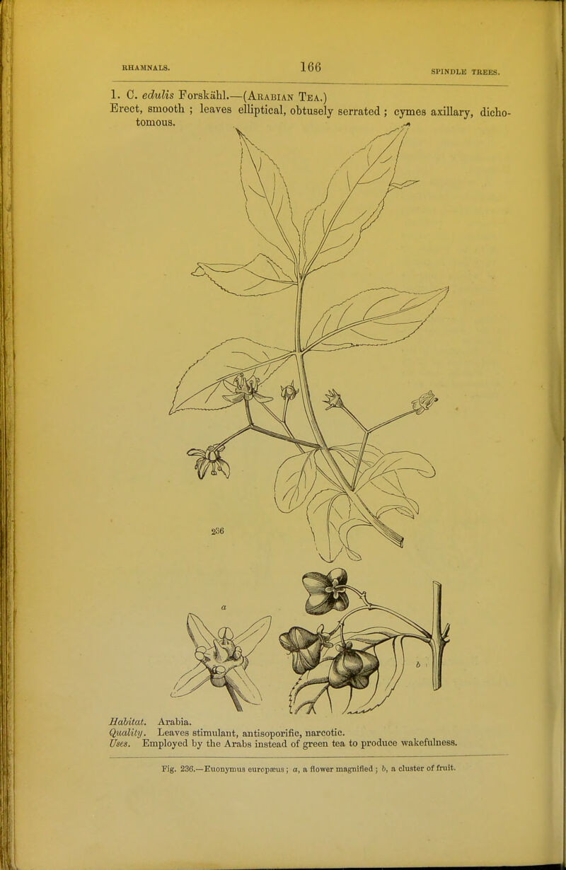 SPINDLE TREES. 1. C. edulis Forskahl.—(Arabian Tea.) Erect, smooth ; leaves elliptical, obtusely serrated ; cymes axillary, dicho- tomous. ^ Habitat. Arabia. Qualily. Leaves stimulant, antisoporiiic, narcotic. Uses. Employed by the Arabs instead of green tea to produce wakefulness. Fig. 236.—Euonymus eurcpaeus; a, n flower magnified; 6, a cluster of fruit.