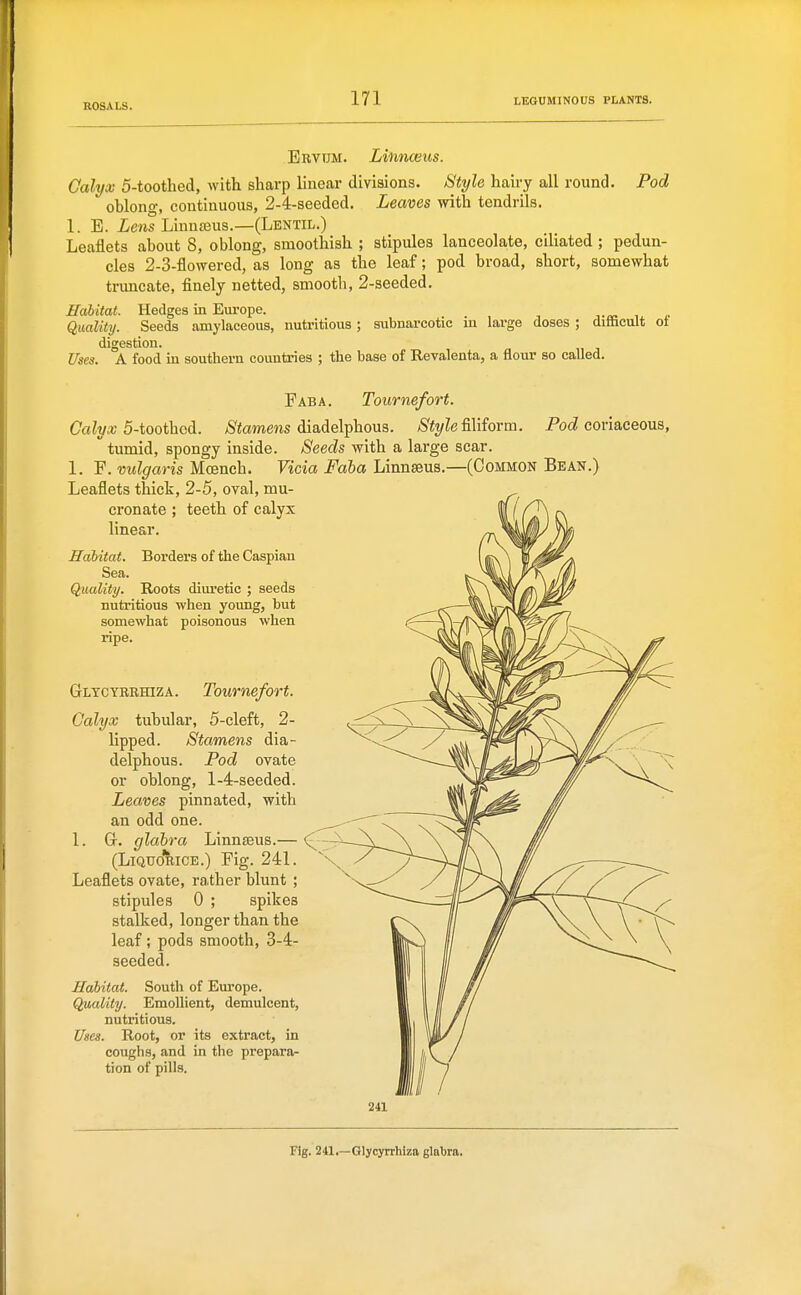 Ervum. Lifinceus. Calyx 5-toothed, with sharp linear divisions. Style hairy all round. Pod oblong, continuous, 2-4-seeded. Leaves mth tendrils. 1. E. Lens Linnisus.—(Lentil.) Leaflets about 8, oblong, smoothish ; stipules lanceolate, ciliated ; pedun- cles 2-3-flowered, as long as the leaf; pod broad, short, somewhat trimcate, finely netted, smooth, 2-seeded. HaUtat. Hedges in Eui-ope. ix r Quality. Seeds amylaceous, nutritious; subnarcotic lu large doses ; ditticult ot digestion. Uses. A food in southern countries ; the base of Revalenta, a flour so called. Faba. Tournefort. Ca^^a; 5-toothcd. /S'iamens diadelphous. /S'it/Ze filiform. PocZ coriaceous, tumid, spongy inside. Seeds with a large scar. 1. F. vidgaris Moench. Vicia Faba Linnseus.—(Common Bean.) Leaflets thick, 2-5, oval, mu- cronate ; teeth of calyx linear. Habitat. Borders of the Caspian Sea. Quality. Roots diuretic ; seeds nutritious when young, but somewhat poisonous when ripe. Gltcyrehiza. Tournefort. Calyx tubular, 5-cleft, 2- lipped. Stamens dia- delphous. Pod ovate or oblong, 1-4-seeded. Leaves pinnated, with an odd one. 1. G. glabra Linnseus.— (Liquo'rice.) Fig. 241. Leaflets ovate, rather blunt ; stipules 0 ; spikes stalked, longer than the leaf ; pods smooth, 3-4- seeded. Habitat. South of Em*ope. Quality. Emollient, demulcent, nutritious. Uses. Root, or its extract, in coughs, and in the prepara- tion of pills. 241 Fig. 241.—Glycyrrhiza glabra.