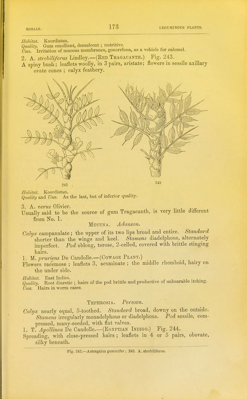 178 Ilahitat. Koordistan. Quality. Gum emollient, demulcent ; nutritive. Uses. Irritation of mucous membranes, gonorrhoea, as a vehicle for calomel. 2. A. strohiliferus Lindley.—(Red Tragacan™.) Fig. 243. A spiny bush; leaflets woolly, in 3 pairs, aristate; flowers in sessile axillary ovate cones ; calyx feathery. 243 Hahilat. Koordistan. Quality and Uses. As the last, but of mferior quahty. 3. A. verus Olivier. Usually said to be the source of gum Tragacanth, is very little ditlerent from No. 1. MucuNA. Adanson. Calyx campanulate ; the upper of its two lips broad and entire. Standard shorter than the wings and keel. Stamens diadelphous, alternately imperfect. Pod oblong, torose, 2-celled, covered with brittle stinging hairs. 1. M.jorMnens De Candolle.—(OowAGE Plant.) Flowers racemose ; leaflets 3, acuminate ; the middle rhomboid, hairy on the under side. Ealitat. East Indies. . ,, i • Quality. Root diuretic ; hairs of the pod brittle and productive of unbearable itching. Uses. Hairs in worm cases. Tephrosia. Per soon. Calyx nearly equal, 5-toothed. Standard broad, downy on the outside. Stamens irregularly monadelphous or diadelphous. Pod sessile, com- pressed, many-seeded, with flat valves. 1. T. Apollinea De CandoUe.—(Egyptian Indigo.) Fig. 244. Spreading, with close-pressed hairs ; leaflets in 4 or 5 pairs, obovate, silky beneath.