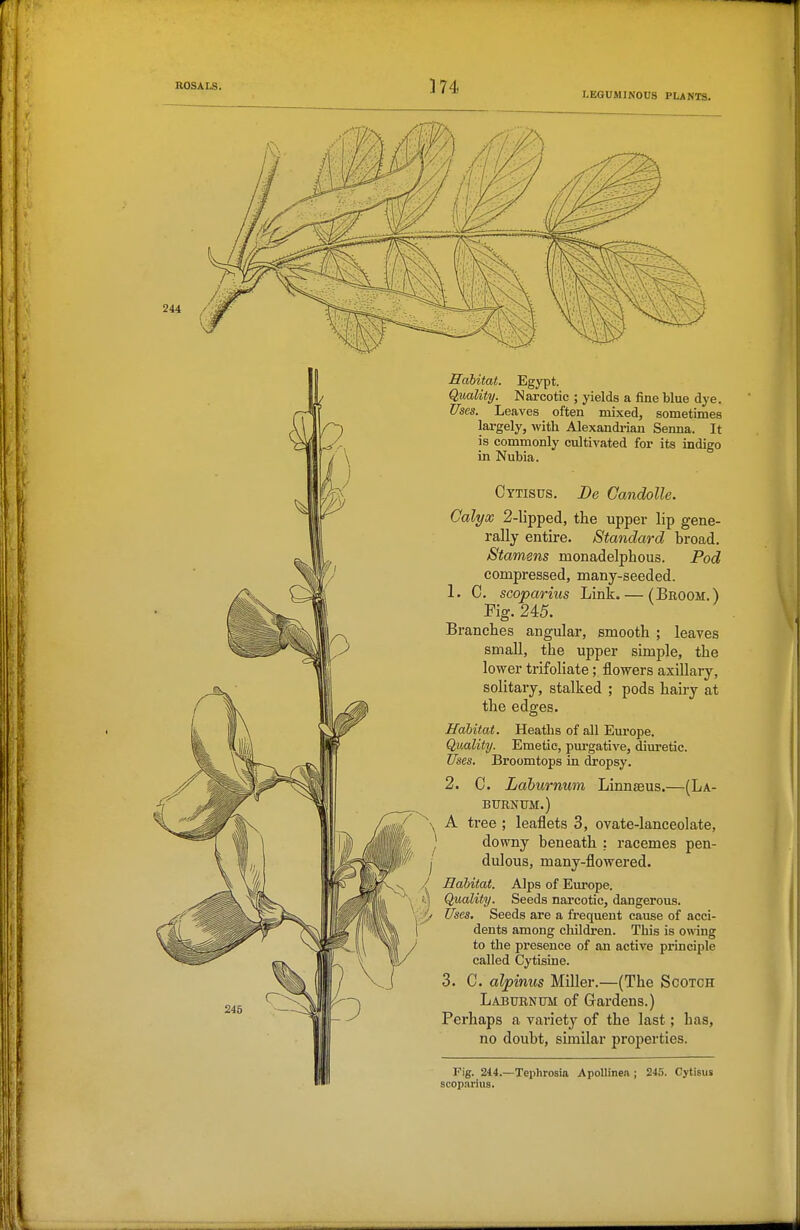 LEGUMINOUS PLANTS. Habitat. Egypt. Quality. Narcotic ; yields a fine blue dye. Uses. Leaves often mixed, sometimes largely, with Alexandrian Senna. It is commonly cultivated for its indigo in Nubia. Cytisus. Be Candolle. Calyx 2-Upped, the upper lip gene- rally entire. Standard broad. Stamens monadelphous. Pod compressed, many-seeded. 1. C. scoparius Link. — (Broom.) Pig. 245. Branches angular, smooth ; leaves small, the upper simple, the lower trifoliate; flowers axillary, solitary, stalked ; pods hairy at the edges. Habitat. Heaths of all Europe. Quality. Emetic, pm-gative, diuretic. Uses, Broomtops in dropsy. 2. C. Laburnum Linnaeus.—(La- burnum.) A tree ; leaflets 3, ovate-lanceolate, downy beneath : racemes pen- dulous, many-flowered. Habitat. Alps of Europe. Quality. Seeds narcotic, dangerous. Uses. Seeds are a frequent cause of acci- dents among children. This is owing to the presence of an active principle called Cytisine. C. alpinus Miller.—(The Scotch Laburnum of Gardens.) Perhaps a variety of the last; has, no doubt, similar properties. Fig. 244.—Tephrosia ApoUinea; 245. Cytisus scopai'ius.