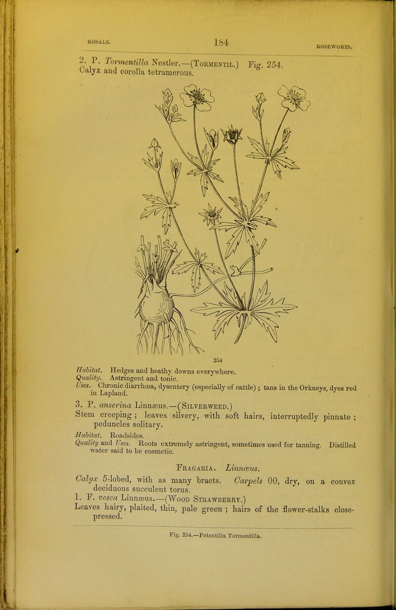 aOSEWORTS. 2. p. Tonnentilla Nestler.—(Tormentil.) Fig. 254. Oalyx and corolla tetramerous. Habitat. Hedges and heathy downs everywhere. Quality. Astringent and tonic. Uses. Clironic diarrhoea, dysentery (espeeiaUy of cattle) ; tans in the Orkneys, dyes red in Lapland. 3. P. anserina Linnseus.—(Silterweed.) Stem creeping ; leaves silvery, with soft hairs, interruptedly pinnate ; peduncles solitary. Habitat. Roadsides. Quality and Uses. Roots extremely asti-ingent, sometimes used for tanning. Distilled water said to be cosmetic. Frag ARIA. Linnceus. Calyx 5-lobed, with as many bracts. Carpels 00, dry, on a convex- deciduous succulent torus. 1. F. vesca Linnrous—(Wood Strawberry.) Leaves hairy, plaited, thin, pale green ; hairs of the flower-stalks close- pressed. Fig. 254.—Potentilla TormentiUa.