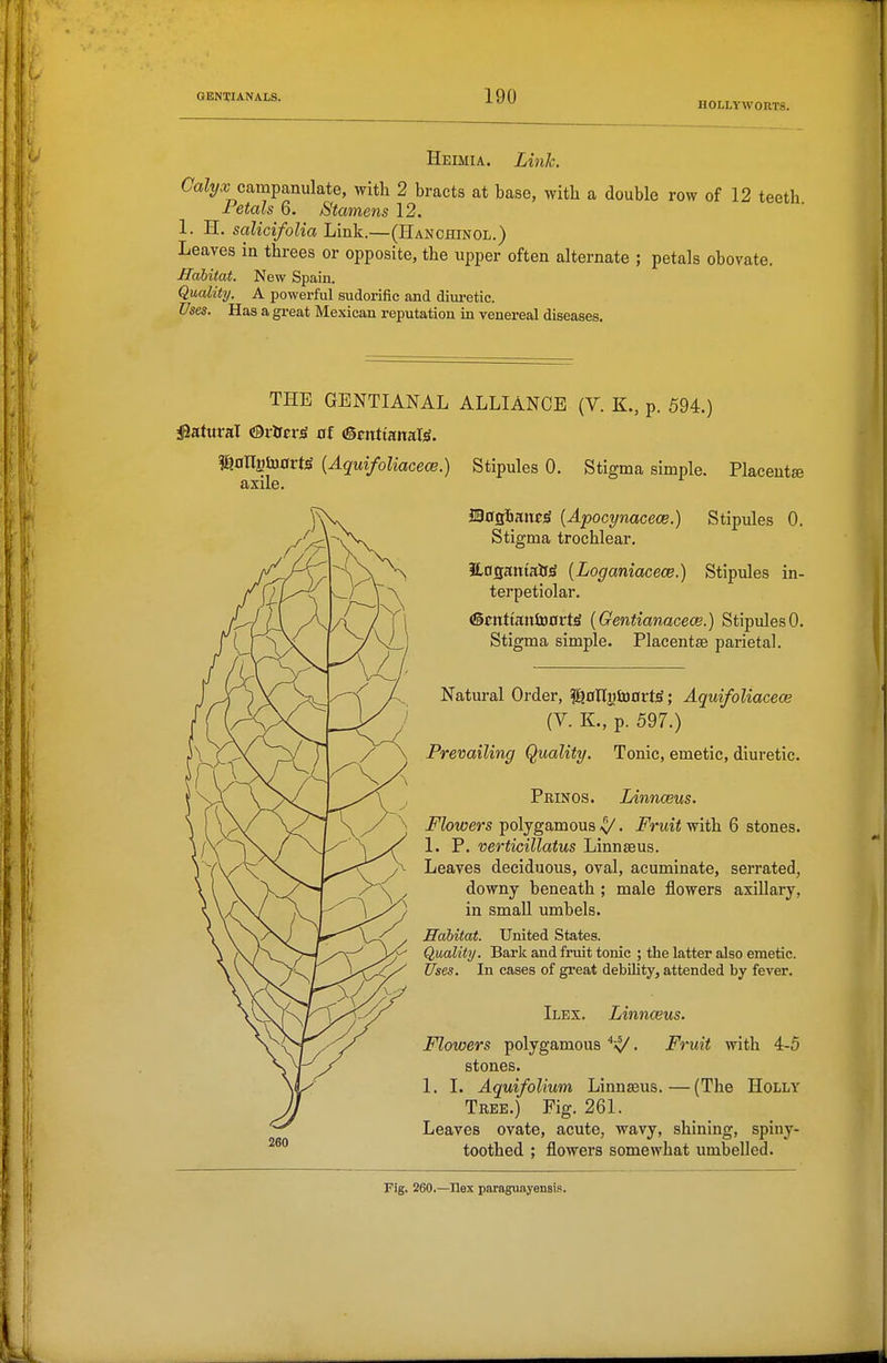HOLLYWOUTS. Heimia. Linh. CaZ?/^ campanulate, with 2 bracts at base, with a double row of 12 teeth Petals 6. Stamens 12. 1. H. salicifoUa Link.—(Hanchinol.) Leaves in threes or opposite, the upper often alternate ; petals obovate. Habitat. New Spain. Quality. A powex-ful sudorific and diui-etic. Uses. Has a great Mexican reputation in venex'eal diseases. THE GENTIANAL ALLIANCE (V. K., p. 594.) iSattiral <9iircr;S of (gcnttanal^. mmmaxti {Aquifoliacece.) Stipules 0. Stigma simple. Placenta axile. ©asBaiiejS {Apocynacece.) Stipules 0. Stigma trochlear. iL0Jg;anta^r)S {Loganiacece.) Stipules in- terpetiolar. (SEitttaulBOrtiS (Gentianacece.) Stipules0. Stigma simple. Placentae parietal. Natural Order, ^aXlyiiaaxt^; Aquifoliacece (V. K., p. 597.) Prevailing Quality. Tonic, emetic, diuretic. Prinos. Linnceus. Flowers polygamous ^. Fruit with 6 stones. 1. P. verticillatus Linnseus. Leaves deciduous, oval, acuminate, serrated, downy beneath ; male flowers axillary, in small umbels. Habitat. United States. Quality. Bark and fruit tonic ; the latter also emetic. Uses, In cases of gi'eat debility, attended by fever. Ilex. Linnceus. Flowers polygamous *s/. Fruit with 4-5 stones. 1. I. Aquifolium Linnseus.—(The Holly Tree.) Fig. 261. Leaves ovate, acute, wavy, shining, spiny- toothed ; flowers somewhat umbelled. Fig. 260.—Hex paraguayensis.