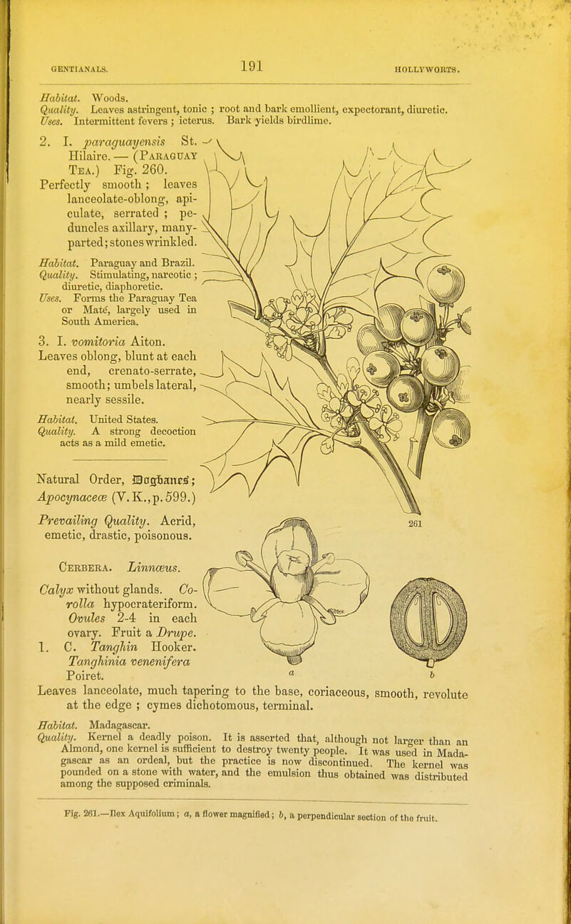 Habitat. Woods. Q.mlity. Leaves ftstringent, tonic ; root and bark emollient, expectorant, diui-etic. Uses. Intermittent fevers ; icterus. Bark yields birdlime. 2. I. paraguayensis St. - Hilaire. — (Paraguay Tea.) Fig. 260. Perfectly smooth; leaves lanceolate-oblong, api- culate, serrated ; pe- duncles axillary, many- parted ; stones wrinkled. Paraguay and Brazil. Stimulating, narcotic Habitat. Quality. diuretic, diaphoretic. Uses. Forms the Paraguay Tea or Mate, largely used in South America. 3. I. vomitoria Alton. Leaves oblong, blunt at each end, crenato-serrate, smooth; umbels lateral, nearly sessile. Habitat. United States. Quality. A strong decoction acts as a mild emetic. Natural Order, JSosiane^; Apocynacece (V.K.,p.599.) Prevailing Quality. Acrid, emetic, drastic, poisonous. Cerbera. Linnceus. Calyx without glands. Co- rolla hypocrateriform. Ovules 2-4 in each ovary. Fruit a Drupe. 1. C. TangTiin Hooker. Tanghinia venenifera Poiret. Leaves lanceolate, much tapering to the base, coriaceous, smooth, revolute at the edge ; cymes dichotomous, terminal. Habitat. Madagascar. Quality. Kernel a deadly poison. It is asserted that, although not larger than an Almond, one kernel is sufficient to destroy twenty people. It was used in Mada- gascar as an ordeal, but the practice is now discontinued. The kernel was pounded on a stone with water, and the emulsion thus obtained was distributed among the supposed criminals. Fig. 2fil.—Hex Aquifolium; a, a flower magnified; b, a perpendicular section of tlie fruit.