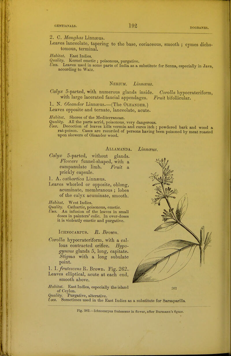 DOGBANES. 2. C. Manghas Linn^us. Leaves lanceolate, tapering to the base, coriaceous, smooth ; cymes dicho- tomous, terminal. Hahitat. East Indies. Quality. Kernel emetic ; poisonous, purgative. Uses. Leaves used in some parts of India as a substitute for Senna, especially in Java, according to Waiz. Nerium. Linnceus. Cct%a; 5-parted, with numerous glands inside. CoroW« liypocraterifom, with large lacerated faucial appendages. Fruit bifollicular. 1. N. Oleander Linnseus (The Oleander.) Leaves opposite and ternate, lanceolate, acute. Habitat. Slioi-es of the Mediterranean. Quality. All the parts acrid, poisonous, very dangerous. Uses. Decoction of leaves kills vermin and cm-es itch ; powdered bark and wood a rat-poison. Cases are recorded of persons having been poisoned by meat roasted upon skewers of Oleander wood. Allamanda. Calyx 5-parted, without glands. Floioers funnel-shaped, with a campanulate limb. Fruit a prickly capsule. 1. A. cathartica Linnseus. Leaves whorled or opposite, oblong, acuminate, membranous ; lobes of the calyx acuminate, smooth. Hahitat. West Indies. Quality. Cathartic, poisonous, emetic. Uses. An infusion of the leaves in small doses in painters' colic. In over-doses it is violently emetic and purgative. IcHNOCARPus. B. Brown. Corolla hypocrateriform, with a cal- lous contracted orifice, Hypo- gynous glands 5, long, capitate. Stigma with a long subulate point. 1. 1. frutescens R. Brown. Fig. 262. Leaves elliptical, acute at each end, smooth above. Habitat. East Indies, especially the island of Ceylon. Q;uality. Purgative, alterative. Lses. Sometimes used in the East Indies as a substitute for Sarsaparilla. Fig. 262.—Ichnocarpus frutescens in flower, after Burmann's figuie. Linnaeus.