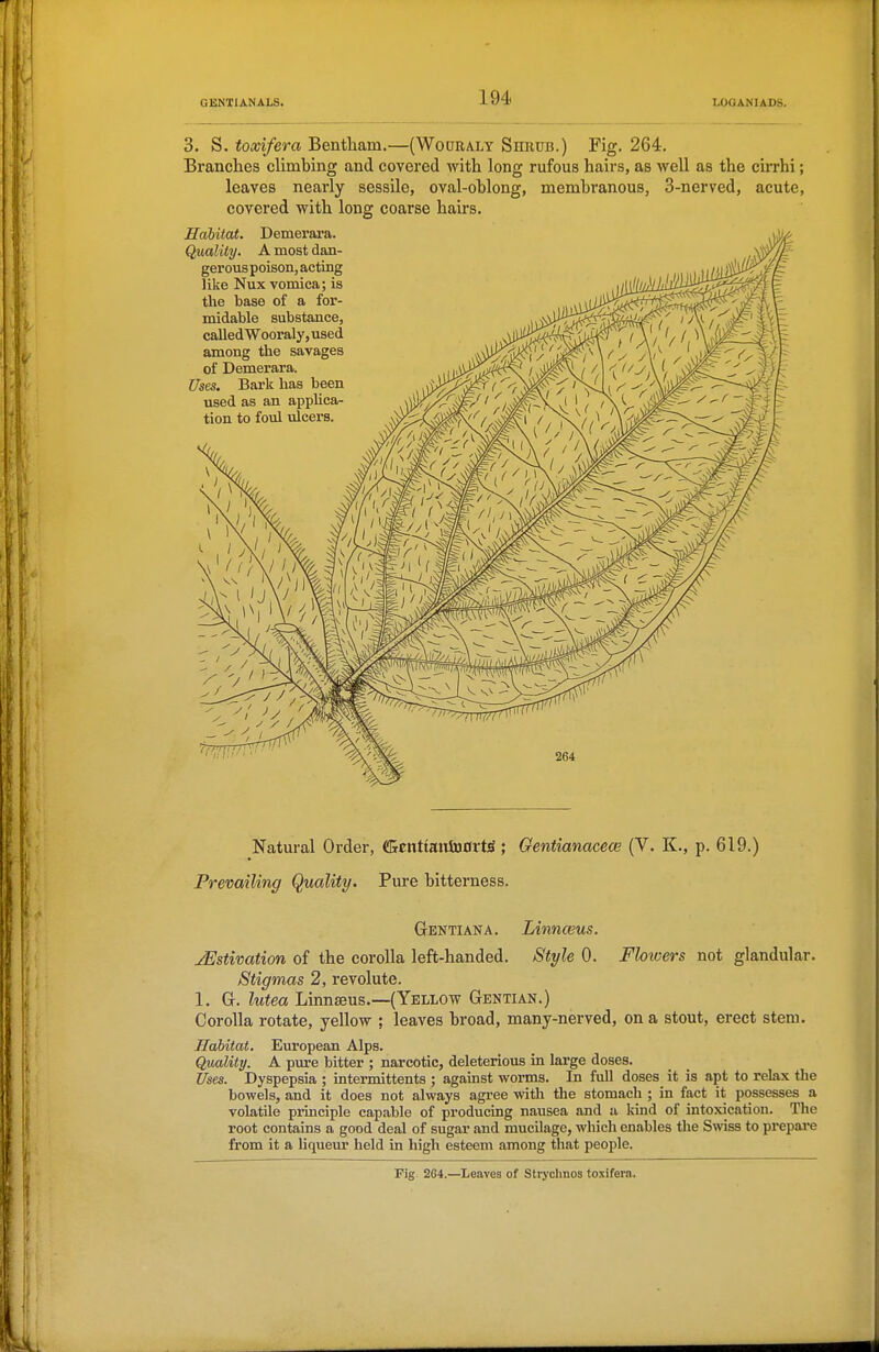 3. S. toxifera Bentliam.—(Wopraly Shrub.) Fig. 264. Branches climbing and covered with long rufous hairs, as Avell as the leaves nearly sessile, oval-oblong, membranous, 3-nerved, covered with long coarse hairs. Habitat. Demerara. Quality. A most dan- gerous poison, acting like Nux vomica; is the base of a for- midable substance, called Wooraly, used among the savages of Demerara. Uses. Bark has been used as an apphca- tion to foul ulcers. ciiThi; acute, Natui-al Order, fficnttaiTiD0rtt ; Gentianacew (V. K., p. 619.) Prevailing Quality. Pure bitterness. Gentiana. Linnasus. jEstivation of the corolla left-handed. Style 0. Flowers not glandular. Stigmas 2, revolute. 1. Gr. lutea Linnaeus.—(Yellow Gentian.) Corolla rotate, yellow ; leaves broad, many-nerved, on a stout, erect stem. Habitat. European Alps. Quality. A pm-e bitter ; narcotic, deleterious in large doses. Uses. Dyspepsia ; intermittents ; against worms. In full doses it is apt to relax the bowels, and it does not always agree with the stomach ; in fact it possesses a volatile piinciple capable of producing nausea and a kind of intoxication. The root contains a good deal of sugar and mucilage, which enables the Swiss to prepare from it a liqueur held in high esteem among that people. Pig. 264.—Leaves of Stryclmos toxifera.