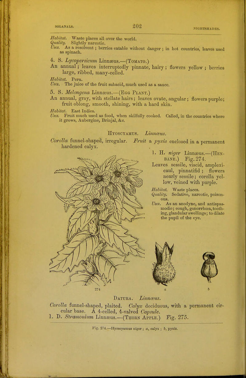 NIGHTSHADES. Habitat. Waste places all over the world. Quality. Slightly narcotic. Uses. As a resolvent; berries eatable without dauger ; in hot countries, leaves used as spinach. 4. S. Lycopersicum Linnaeus.—(Tomato.) An annual; ^ leaves interruptedly pinnate, hairy ; flowers yellow ; berries large, ribbed, many-celled. Habitat. Peru. Uses. The juice of the fruit subacid, much used as a sauce. 5. S. Melongena Linnaeus.—(Egg Plant.) An annual, gray, with stellate hairs; leaves ovate, angular; flowers purple; fruit oblong, smooth, shining, with a hard skin. Habitat. East Indies. Uses. Fruit much used as food, when skilfully cooked. Called, in the countries where it grows. Aubergine, Brinjal, &c. Htosctamus. Linnaeus. Corolla funnel-shaped, irregular. Fruit a pyxis enclosed in a permanent hardened calyx. 1. H. niger Linnaeus.—(Hex- bane.) Fig. 274. Leaves sessile, viscid, amplexi- caul, pinnatifid ; flowers nearly sessile; corolla yel- low, veined with purple. Habitat. Waste places. Quality. Sedative, narcotic, poison- ous. Uses. As an anodyne, and antispas- modic; cough, gonorrhoea, tooth- ing, glandular swellings; to dilate the pupil of the eye. Datura. Linnceus. Corolla funnel-shaped, plaited. Calyx deciduous, with a permanent cir- cular base. A 4-celled, 4-valved Capsule. 1. D. Stramonium Linnaeus.—(Thorn Apple.) Fig. 275. Fig. 274.—Hyoscyamua niger ; a, calyx ; b, pyxis.