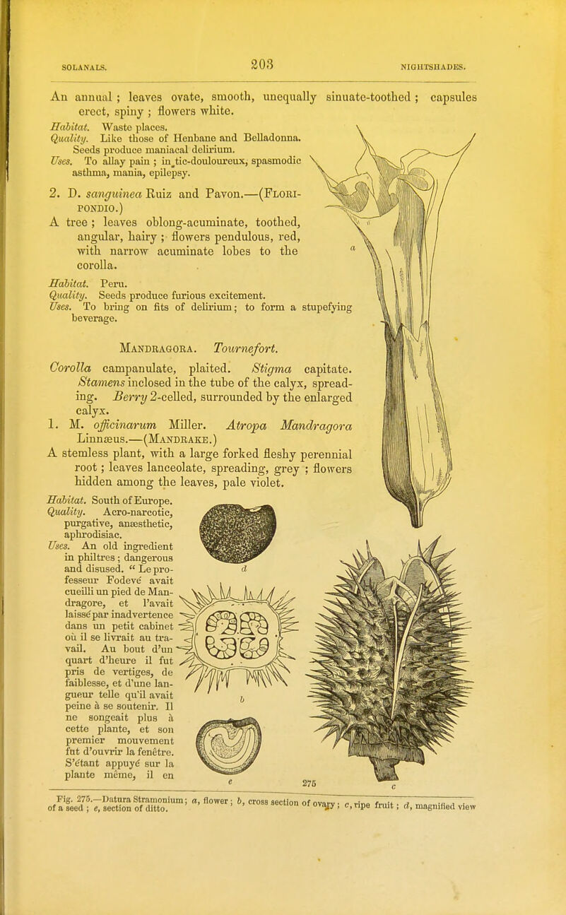 An annual ; leaves ovate, smooth, unequally sinuate-toothed ; capsules erect, spiny ; flowers white. Habitat. Waste places. Quality. Like those of Henbane and Belladonna. Seeds produce maniacal delirium. Uses. To allay pain ; in^tic-douloureux, spasmodic asthma, mania, epilepsy. 2. D. sanguinea Ruiz and Pavon.—(Flori- PONDIO.) A tree ; leaves oblong-acuminate, toothed, angular, hairy ; flowers pendulous, red, with narrow acuminate lobes to the corolla. Habitat. Peru. Qualiiy. Seeds produce furious excitement. Uses. To brmg on fits of delirium; to form a stupefying beverage. Mandragora. Tournefort. Corolla campanulate, plaited. Stigma capitate. Stamens inclosed in the tube of the calyx, spread- ing. Berry 2-celled, surrounded by the enlarged calyx. 1. M. officinarum Miller. Atropa Mandragora Linn£eus.—(Mandrake .) A stemless plant, with a large forked fleshy perennial root; leaves lanceolate, spreading, grey ; flowers hidden among the leaves, pale violet. Habitat. South of Europe. Quality. Acro-narcotic, pm-gative, ansesthetic, aphrodisiac. Uses. An old ingredient in philtres; dangerous and disused.  Le pro- fesseur Fodeve' avait cueilli un pied de Man- dragore, et I'avait laisse'par inadvertence dans un petit cabinet oil il se livrait au tra- vail. Au bout d'un quart d'heure il fut pris de vertiges, de faiblesse, et d'une lan- guRur telle qu'il avait peine a se soutenir. II ne songeait plus a cette plante, et sou premier mouvement fut d'ouvrir la fenetre. SMtant appuy^ sur la plaute meme, il en Fig. 275.—Datura Stramonium; a, flower; 6, cross section of of a seed ; e, section of ditto. ovi^; c, ripe fruit; d, magnified view