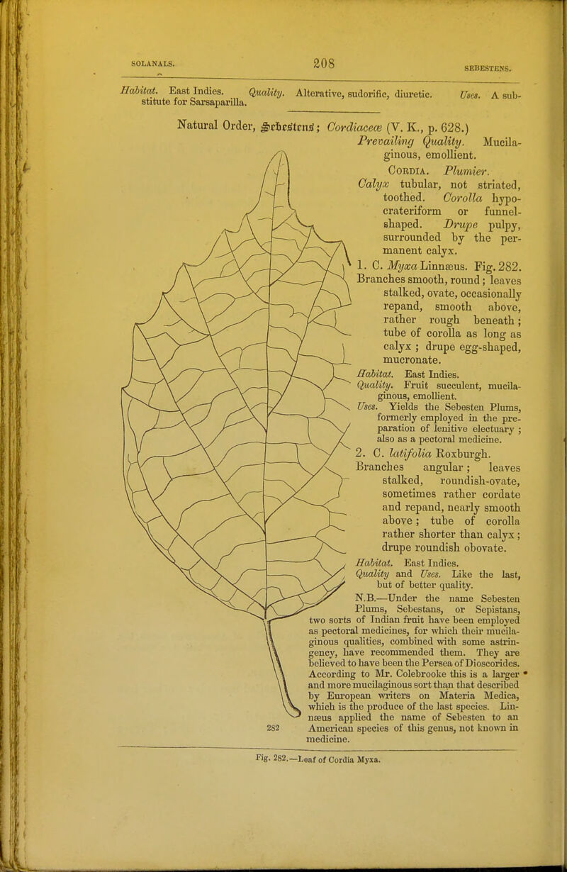 SEBESTENS. Habitat. East Indies. Quality. stitute for Sarsaparilla. Alterative, sudorific, diuretic. Uses. A sub- Mucila- Natural Order, ^rSoStcuS; Cordiaceoe (V. K., p. 628.) Prevailing Quality. //\ ginous, emollient. CoEDiA. Plumier. Calyx tubular, not striated, toothed. Corolla hypo- crateriform or funnel- shaped. Drupe pulpy, surrounded by the per- manent calyx. 1. C. MyxalAuTis&vLs,. Fig.282. Branches smooth, round; leaves stalked, ovate, occasionally repand, smooth above, rather rough beneath; tube of corolla as long as calyx ; drupe egg-shaped, mueronate. Sahitat. East Indies. Quality. Fruit succulent, mucila- ginous, emollient. . Yields the Sebesten Plums, formerly employed in the pre- paration of lenitive electuary ; also as a pectoral medicine. 2. C. latifolia Roxburgh. Branches angular; leaves stalked, rouudish-ovate, sometimes rather cordate and repand, nearly smooth above; tube of corolla rather shorter than calyx; drupe roundish obovate. Habitat. East Indies. Quality and Uses. Like the last, but of better quality. N.B.—Under the name Sebesten Plums, Sebestans, or Sepistans, two sorts of Indian fruit have been employed as pectoral medicines, for which tlieir mucila- ginous qualities, combined witli some astrin- gency, have recommended them. They are beUeved to have been the Persea of Dioscorides. According to Mr. Colebrooke this is a lai'ger • and more mucilaginous sort thaa that described by Em'opean wi'iters on Materia Medica, which is the produce of the last species. Lin- naeus applied the name of Sebesten to an American species of this genus, not knowTi in medicine. 282 Fig. 282.—Leaf of Cordia Myxa.
