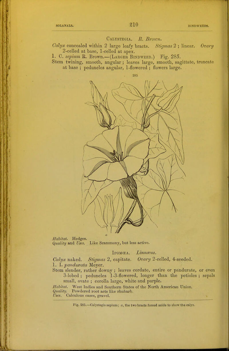 Calystegia. B. Brown. Calyx concealed within 2 large leafy bracts. Stigmas 2 ; linear. Ovary 2-cellecl at base, 1-celled at apex. 1. C. sepiim R. Brown.—(Larger Bindweed.) Fig. 285. Stem twining, smooth, angular ; leaves large, smooth, sagittate, truncate at base ; peduncles angular, 1-flowered ; flowers large. 285 a Habitat. Hedges. Quality and Uses. Like Scammony, but less active. Ipom(ea. Linnceus. Calyx naked. Stigmas 2, capitate. Ovary 2-celled, 4-seeded. 1. I. pandurata Meyer. Stem slender, rather downy ; leaves cordate, entire or pandurate, or even 3-lobed ; peduncles 1-3-flowered, longer than the petioles ; sepals small, ovate ; corolla large, white and purple. Habitat. West Indies and Southei'n States of the North American Union. Quality. Powdered root acts like rhubai-b. Uses. Calculous cases, gravel. Fig. 285.—Calystegia sepium; a, the two bracts forced aside to show the calyx.