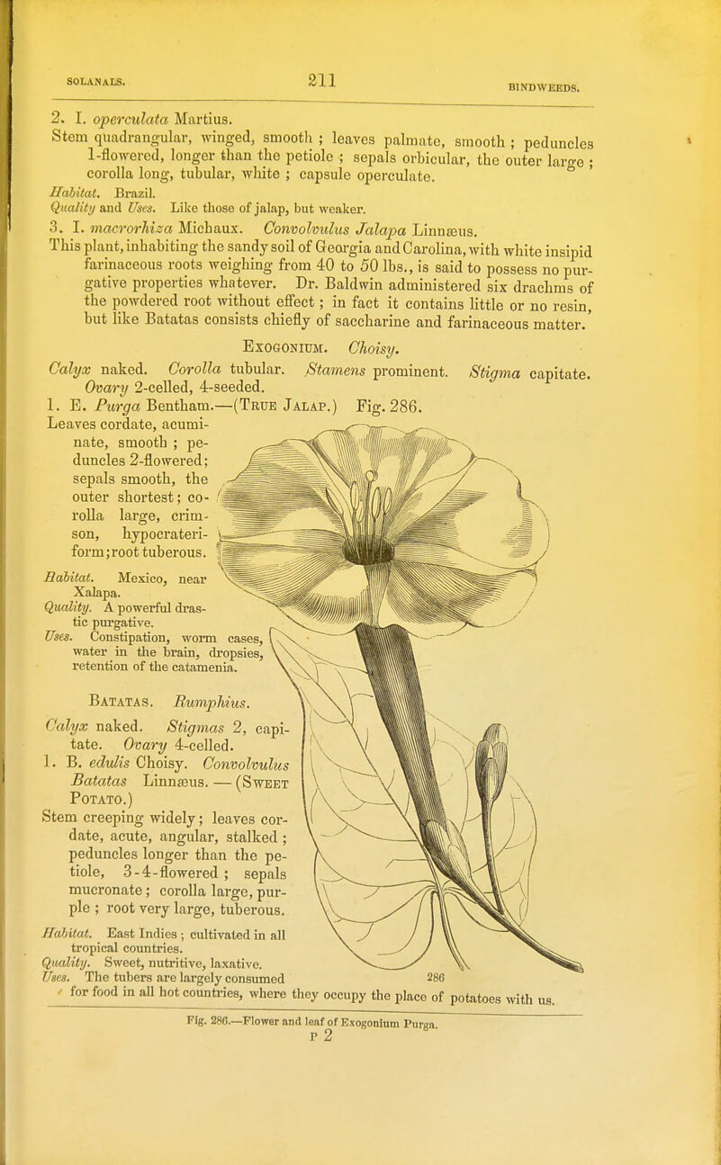 BINDWEEDS. 2. I. operculata Martins. Stem quadrangular, winged, smootli ; leaves palmate, smooth ; peduncles 1-flowered, longer than the petiole ; sepals orbicular, the outer large ; corolla long, tubular, white ; capsule operculate. Habitat. Brazil. Quality and Uses. Like those of jalap, but weaker. .3. I. macrorhiza Michaux. Convolvulus Jalapa Linnasus. This plant, inhabiting the sandy soil of Geoi-gia and CaroHna, with white insipid farinaceous roots weighing from 40 to 50 lbs., is said to possess no pur- gative properties whatever. Dr. Baldwin administered six drachms of the powdered root without effect; in fact it contains little or no resin, but like Batatas consists chiefly of saccharine and farinaceous matter.' ExOGONlUM. Ghoisy. Calyx naked. Corolla tubular. Stamens prominent. Stigma capitate. Ovary 2-celled, 4-seeded. 1. E. Aw^a Bentham.—(True Jalap.) Fig. 286. Leaves cordate, acumi- nate, smooth ; pe- duncles 2-flowered; sepals smooth, the outer shortest; co- rolla large, crim- son, hypocrateri- form;root tuberous. Edbitat. Mexico, near Xalapa. Quality. A powerful dras- tic purgative. Uses. Constipation, worm cases, water in the brain, dropsies, retention of the catamenia. Batatas. Bumphius. Calyx naked. Stigmas 2, capi- tate. Ovary 4-celled. 1. B, edulis Choisy. Convolvulus Batatas Linnsus. — (Sweet Potato.) Stem creeping widely; leaves cor- date, acute, angular, stalked ; peduncles longer than the pe- tiole, 3-4-flowered ; sepals mucronate ; corolla large, pur- ple ; root very large, tuberous. Habitat. East Indies ; cultivated in all tropical countries. Quality. Sweet, nutritive, laxative. Uses. The tubers are largely consumed ' for food in all hot countries, where they occupy the place of potatoes with us. Fig. 286.—Flower and leaf of Exogonium Purga. P 2