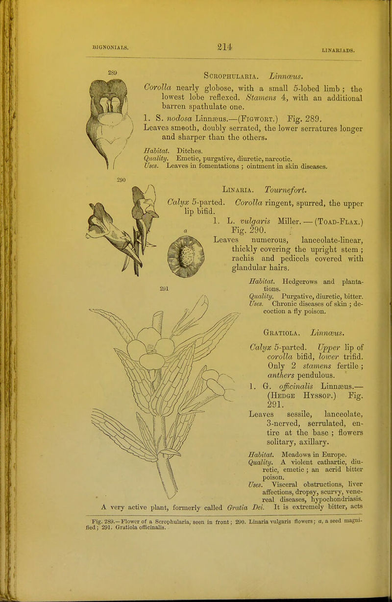 LINAEIADS. ScROPHULARiA. Linnwus. Corolla nearly globose, with a small 5-lobed limb ; the lowest lobe reflexed. Stamens 4, with an additional barren spathulate one. 1. S. nodosa Linnteus.—(Figwort.) Fig. 289. Leaves smooth, doubly serrated, the lower serratures longer and sharper than the others. Habitat. Ditches. Quality. Emetic, purgative, diuretic, narcotic. Uses. Leaves in fomentations ; ointment in skin diseases. LiNARiA. Tournefort. Calyx 5-parted. Corolla ringent, spurred, the upper lip bifid. 1. L. vulgaris Miller. — (Toad-Flax.) Fig. 290. Leaves numerous, lanceolate-linear, thickly covering the upright stem ; rachis and pedicels covered with glandular hairs. Habitat. Hedgerows and planta- tions. Quality. Pui-gative, diuretic, bitter. Uses. Chronic diseases of skin ; de- coction a fly poison. Gratiola. Linnaeus. Calyx 5-parted. Upper lip of corolla bifid, lower trifid. Only 2 stamens fertile ; anthers pendulous. 1. G. officinalis Linnaeus.— (Hedge Hyssop.) Fig. 291. Leaves sessile, lanceolate, 3-nerved, serrulated, en- tire at the base ; flowers solitary, axillary. Habitat. Meadows in Europe. Quality. A violent cathartic, diu- retic, emetic ; an acrid bitter poison. Uses. Visceral obstructions, hver affections, dropsy, scurvy, vene- real diseases, hypochondriasis. A very active plant, formerly called Ch'aiia Dei. It is extremely bitter, acts Pig. 289.—Flower of a Scrophularia, seen in front; 21)0. Linaria vulgaris flowers; a, a seed magni- fied; 291. Gratiola officinalis.