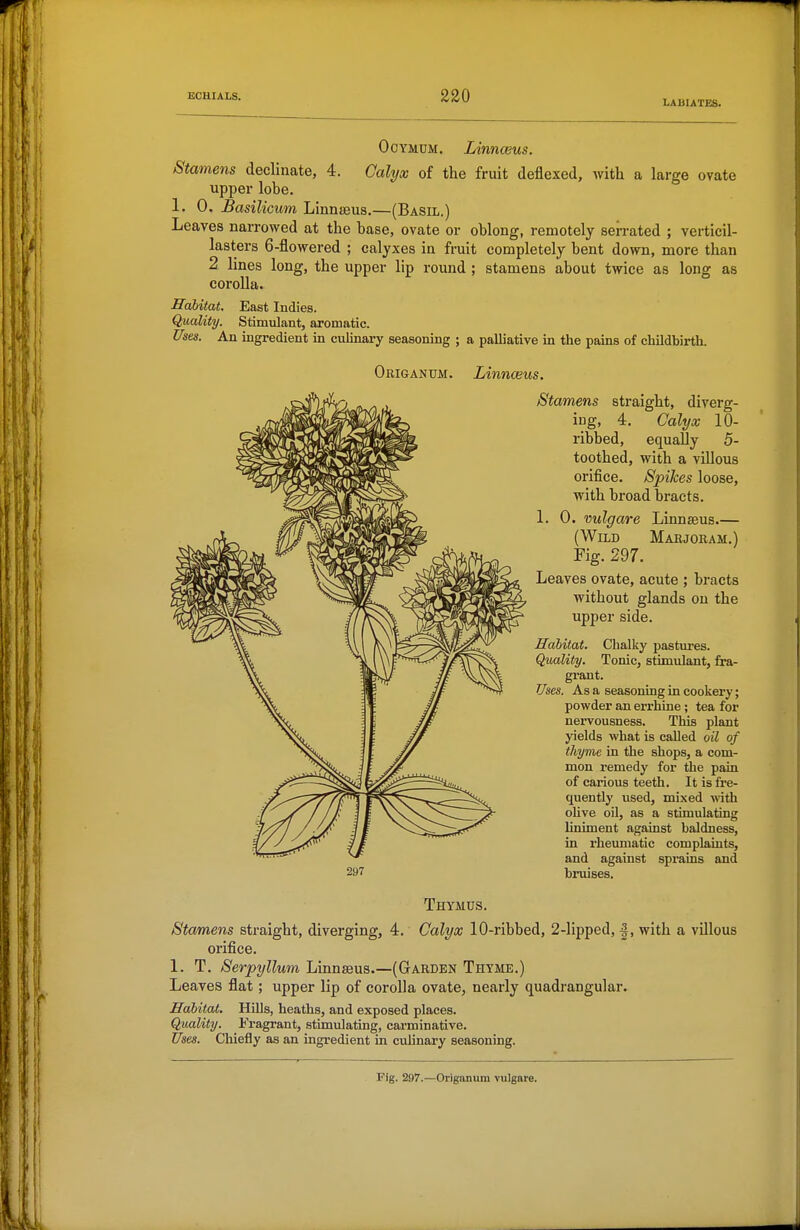 LABIATES. OcYMUM. Linnceus. Stamens declinate, 4. Cahjx of the fruit deflexed, with a large ovate upper lobe. 1. 0. Basilicum Linnseus,—(Basil.) Leaves narrowed at the base, ovate or oblong, remotely serrated ; verticil- lasters 6-flowered ; calyxes in fruit completely bent down, more than 2 lines long, the upper lip round ; stamens about twice as long as corolla. Habitat. East Indies. Quality. Stimulant, aromatic. Uses. An ingredient in culinary seasoning ; a palliative in the pains of childbirth. Origanum. Linnceus. Stamens straight, diverg- ing, 4. Calyx 10- ribbed, equally 5- toothed, with a villous orifice. Spikes loose, with broad bracts. 1. 0. vulgare Linnaeus (WiLB Marjoram.) Fig. 297. Leaves ovate, acute ; bracts without glands on the upper side. Habitat. Chalky pastures. Quality. Tonic, stimulant, fra- grant. Uses. As a seasoning in cookery; powder an errhine ; tea for nervousness. This plant yields what is called oil of thyme in the shops, a com- mon remedy for the pain of carious teeth. It is fre- quently used, mixed with ohve oil, as a stimulating liniment against baldness, in rheumatic complaints, and against sprains and bruises. Thymus. Stamens straight, diverging, 4. Calyx lO-ribbed, 2-lipped, |, with a villous orifice. 1. T. Serpyllum Linnaeus.—(Garden Thyme.) Leaves flat; upper lip of corolla ovate, nearly quadrangular. Habitat. Hills, heaths, and exposed places. Quality. Fragrant, stimulating, cai'minative. Uses. Chiefly as an ingi'edient in cuhnary seasoning. Fig. 297.—Origanum vulgare.