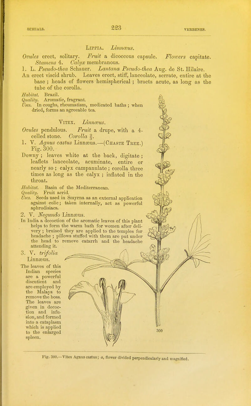 -(Chaste Tree.) LiPPiA. Linnceus. Ovules erect, solitary. Fruit a dicoccous capsule. Flowers capitate. Stamens 4. Calyx membranous. 1. L. Pseudo-thea Schauer. Lantana Pseudo-thea Aug. de St. Hilaire. An erect viscid shrub. Leaves erect, stifF, lanceolate, serrate, entire at the base ; heads of flowers hemispherical ; bracts acute, as long as the tube of the corolla. Habitat. Brazil. Quality. Aromatic, fragrant. Unes. In coughs, rheumatism, medicated baths ; when dried, forms an agreeable tea. ViTEX. Linnceus. Ovides pendulous. Fruit a drupe, with a celled stone. Corolla |. 1. V. Agnus castus Linnasus.- Fig. 300. Downy ; leaves white at the back, digitate ; leaflets lanceolate, acuminate, entire or nearly so ; calyx campanulate; corolla three times as long as the calyx ; inflated in the throat. Habitat. Basin of the Mediterranean. Quality. Fruit acrid. Uses. Seeds used in Smyrna as an external application against coUc; talien internally, act as powerful aphrodisiacs. 2. V. Negundo Linnaeus. In India a decoction of the aromatic leaves of this plant helps to form the warm bath for women after deli- very ; bruised they are applied to the temples for headache ; pillows stuffed with them are put under the head to remove catarrh and the headache attending it. 3. V. trifolia Linnteus. The leaves of this Indian species are a powerful discutient and are employed by the Malays to remove the boss. The leaves are given in decoc- tion and infu- sion, and formed into a cataplasm which is applied to the enlarged spleen. Fig. 300.—Vitex Agnus castus; a, flower divided perpendicularly and magnified.