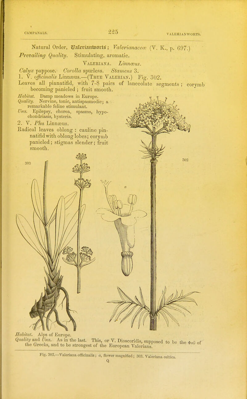 CAM PAN A LS. Natural Order, S!E(iIcn'r[iitM0rt;S; ValerianacecG (V. K., p, 697.) Prevailing Quality. Stimulating, aromatic. Valeriana. Linnceus. Calyx pappose. Corolla spurle.ss. Stamens 3. 1. V. officinalis Linnasus.—(True Valerian.) Fig. 302. Leaves all pinnatifid, with 7-8 pairs of lanceolate segments ; corymb becoming panicled ; fruit smooth. Habitat. Damp meadows in Europe. Quality. Nervine, tonic, antispasmodic; remai-kable feline stimulant. Uses. Epilepsy, chorea, spasms, hype chondriasis, hysteria. 2. V. Phu Linnjeus. Eadical leaves oblong : cauline pin- natifid with oblong lobes; corjuil panicled; stigmas slender; fruit smooth. Habitat. Alps of Europe. QualUy and Uses. As in the last. This, or V. Dioscoridis, supposed to be the *oC of the Greeks, and to be strongest of the European Valerians: Fig. 302.—Valeriana officinalis; a, flower magnified; 303. Valeriana celtica