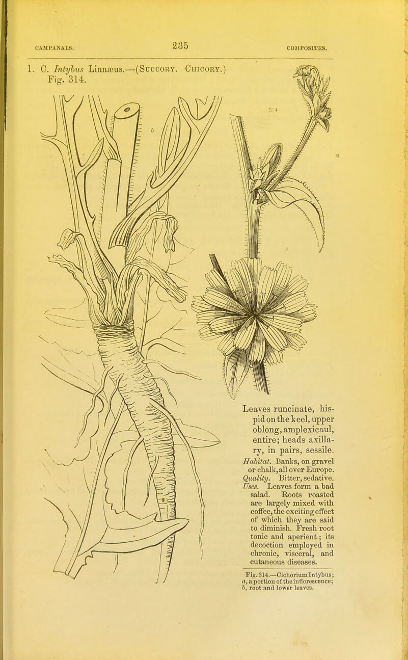 1. C. Intyhus Linnffius.—(Succory. Chioort.) Fig. 314 Leaves runcinate, his- pid on the k eel, upper oblong, amplexicaul, entire; heads axilla- ry, in pairs, sessile. Habitat. Banks, on gravel or chalk, all over Europe. Quality. Bitter, sedative. Uses. Leaves form a bad salad. Roots roasted are largely mixed with coffee, the exciting effect of which they are said to diminish. Fresh root tonic and aperient; its decoction employed in chronic, visceral, and cutaneous diseases. Fig..S14.—Ciclioriumlntybus; a, a portion of the inflorescence; b, root and lower leaves.