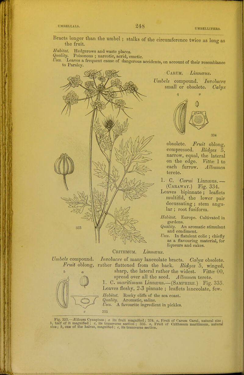 UMBELLIFERS. Bracts longer tlmn the umbel ; stalks of the circumference twice as lone the fruit, ^ as Uaiitat. Hedgerows and waste places. Quality. Poisonous ; narcotic, acrid, emetic. Uses Leaves a frequent cause of dangerous accidents, on account of their resemblance to Parsley. Cartjm. Linnceus. Umbels compound. Involucre small or obsolete. Calyx q » 334 obsolete. Fruit oblong, compressed. Ridges 5, narrow, equal, the lateral on the edge. Vittas 1 to each furrow. Albumen terete. 1. C. Carui Linnasus.— (Caraway.) Fig. 334. Leaves bipinnate; leaflets multifid, the lower pair decussating ; stem angu- lar ; root fusiform. Habitat. Europe. Cultivated in gardens. Quality. An aromatic stimulant and condiment. In flatulent colic ; chiefly as a flavouring material, for liqueurs and cakes. Crithmum. Linnceus. Umbels compound. Involucre of many lanceolate bracts. Calyx obsolete. Fruit oblong, rather flattened from the back. Bidges 5, winged, sharp, the lateral rather the widest. Vittce 00, spread over all the seed. A Ibumen terete. 1. C. maritimum LinuaBus.—(Samphire.) Fig. 335. Leaves fleshy, 2-3 pinnate ; leaflets lanceolate, few. Habitat. Rocky cliffs of the sea coast. Quality. Aromatic, saline. Uses. A favourite ingredient in pickles. 33S Pig. 333.—iEthusa Cynapium; a its fruit magiuBed; 334. a, Fruit of Cnnim Gnrui, natur.-jl size: b, half of it magniiiea; c, its transverse section ; 335. a, Fruit of Critlimum maritimum, natural size; 6, one of tlie halves, magnified; c, its transverse section.