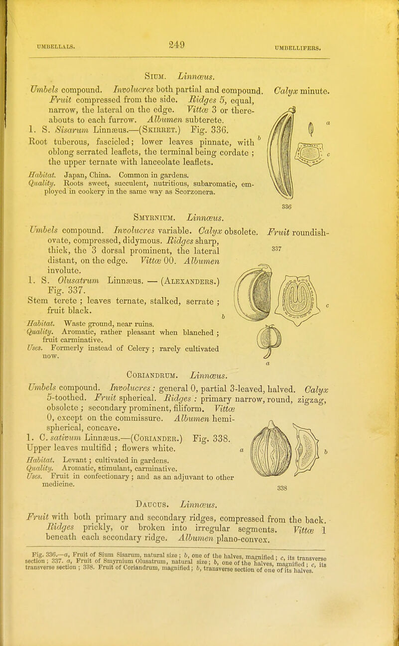 Calyx minute. SiUM. Linnwus. Umbels compound. Involucres both partial and compound. Fruit compressed from the side. Bidges 5, equal, narrow, the lateral on the edge. Vittai 3 or there- abouts to each furrow. Albumen subterete. 1. S. Sisanm Linnseus.—(Skibret.) Fig, 336. Root tuberous, fascicled; lower leaves pinnate, with ^ oblong serrated leaflets, the terminal being cordate ; the upper ternate with lanceolate leaflets. Hcibitat. Japan, China. Common in gardens. Quality. Roots sweet, succulent, nutritious, subaromatic, em- ployed in cookery in the same way as Scorzonera. Smyrnium. Linnceus. Umbels compound. Involucres variable. Calyx obsolete. Fruit roundish- 337 ovate, compressed, didymous. Ridges shai-p, thick, the 3 dorsal prominent, the lateral distant, on the edge. Vittce 00. Albumen involute. 1. S. Olusatrum Linnaeus. — (Alexanders.) Fig. 337. Stem terete ; leaves ternate, stalked, serrate ; fruit black. i Hahitat. Waste ground, near ruins. Quality. Aromatic, rather pleasant when blanched ; fruit carminative. Uses. Formerly instead of Celery ; rarely cultivated now. CORIANDRUM. LinncBus. Umbels compound. Involucres : general 0, partial 3-leaved, halved. 5-toothed. Fruit spherical. Bidges : primary narrow, round, obsolete ; secondary prominent, filiform. Vittas 0, except on the commissure. Albumen hemi- spherical, concave. 1. 0. sa^i-Bwm Linnaaus.—(Coriander.) Fig. 338. Upper leaves multifid ; flowers white. a Habitat. Levant; cultivated in gardens. Quality. Aromatic, stimulant, carminative. Uses. Fruit in confectionary; and as an adjuvant to other Calyx zigzag, medicine. 338 Dadcus. Linnaius. Fruit with both primary and secondary ridges, compressed from the back. Bidges prickly, or broken into irregular segments. Vittai 1 beneath each secondary ridge. Albumen plano-convex. Fig. 330.—ra, Fruit of Sium Sisaiaim, natural size ; b, one of the Imlves, maraifled • c its tmnsvpron section; 337. a, Fruit of Smyrnium Olus.atnim, natural sine; 6, one of he Sves maKuy^^^^^ transverse section ; 338. Fruit of Coriandnim, magnified; ^ transverse section of one Tfts h^^^^^^