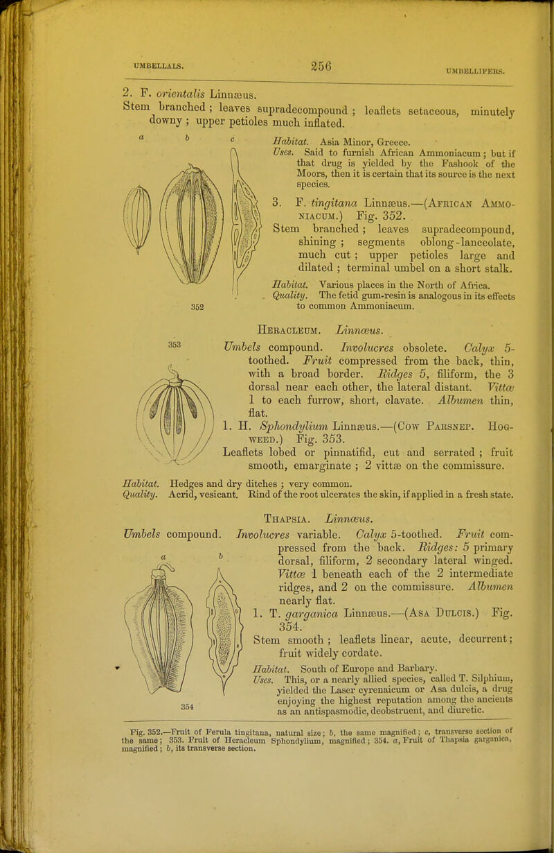 UHBELLIFEns. 2. F. orientalis Linuajus. Stem branched ; leaves supradecompound ; leaflets setaceous, minutelj downy ; upper petioles much inflated. ^ ^ c Habitat. Asia Minor, Greece. Uses. Said to furnish African Ammoniacum; but if that di'ug is yielded by the Fashook of the Moors, then it is certain that its soui-ce is the next species. 3. F. tingitana Linnaeus.—(African Ammo- niacum.) Fig. 352. Stem branched; leaves supradecompound, shining ; segments oblong-lanceolate, much cut; upper petioles large and dilated ; terminal umbel on a short stalk. Habitat. Various places in the North of Africa. . Quality. The fetid gum-resin is analogous in its effects to common Arnmoniacum. 353 Hebacleum. Linnceus. Umbels compound. Involucres obsolete. Calyx 5- toothed. Fruit compressed from the back, thin, with a broad border. Bidges 5, filiform, the 3 dorsal near each other, the lateral distant. Vittce 1 to each furrow, short, clavate. Albumen thin, flat. 1. H. Spliondylium Linnaeus.—(Cow Parsnep. Hog- weed.) Fig. 353. Leaflets lobed or pinnatifid, cut and serrated ; fruit smooth, emarginate ; 2 vittse on the commissure. Habitat. Hedges and dry ditches ; very common. QiiMlity. Acrid, vesicant. Rind of the root ulcerates the skin, if appUed in a fresh state. Umbels compound. 354 Thapsia. Linnceus. Involucres variable. Calyx 5-toothed. Fruit com- pressed from the back. Ridges: 5 primary dorsal, filiform, 2 secondary lateral winged. Vittce 1 beneath each of the 2 intermediate ridges, and 2 on the commissure. Albumen nearly flat. 1. T. garganica Linnseus.—(Asa Dulcis.) Fig. 354. Stem smooth ; leaflets linear, acute, decurrent; fruit widely cordate. Habitat. South of Europe and Barbai-y. Uses. This, or a nearly allied species, called T. Silphium, yielded the Laser cyi'enaicum or Asa dulcis, a di-ug enjoying the highest reputation among the ancients as an antispasmodic, deobstruent, and diuretic. Fig. 352.—Fruit of Ferula tingitana, natural size; b, the same magnified; c, transverse section of the same; 353. Fruit of Ueracleum Sphondylium, magnified; 354. a, I'ruit of Thapsia garganica, magnified; &, its transverse section.