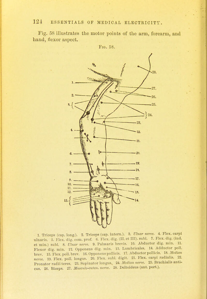 Fig. 58 illustrates the motor points of the arm, forearm, and hand, flexor aspect. Fig. 58. 1. Triceps (cap. long.). 2. Triceps (cap. intern.). 3. Ulnar nerve. 4. Flex, carpi ulnaris. 5. Flex. dig. com. prof. 6. Flex. dig. (II. et III), subl. 7. Flex. dig. (ind. et min.) subl. 8. Ulnar nerve. 9. Palmaris brevis. 10. Abductor dig. niin. 11. Flexor dig. min. 12. Opponens dig. min. 13. Lumbricales. 14. Adductor poll, brev. 15. Flex. poll. brev. 16. Opponens pollicis. 17. Abductor pollieis. 18. Median nerve. 19. Flex. poll, longus. 20. Flex. subl. digit. 21. Flex, carpi radialis. 22. Pronator radii teres. 23. Supinator longus. 24. Median nerve. 25. Bracbialis ami- cus. 26. Biceps. 27. Musculo-eutan. nerve. 28. Deltoideus (ant. port.).