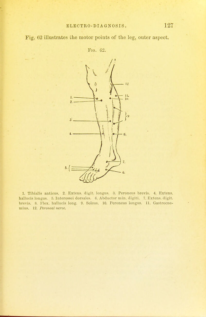 Fig. 62 illustrates the motor points of the leg, outer aspect. Fig. 62. 1. Tibialis anticus. 2. Extens. digit, longus. 3. Peroneus brevis. 4. Extens. hallucis longus. 5. Interossei dorsales. 6. Abductor min. digiti. 7. Extens. digit, breyis. 8. Flex, hallucis long. 9. Soleus. 10. Peroneus longus. 11. Gastrocne- mius. 12. Peroneal nerve.