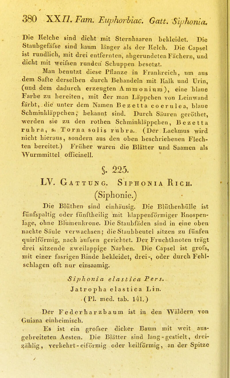 Die Kelche sind dicht mit Sternhaaren beMeidet. Die Staubgefäfse sind l<aum länger als der Kelch, Die Capsel ist rundlich, mit drei entfernten, abgerundeten Fächern, und dicht mit weifsen runden Schuppen besetzt. Man benutzt diese Pflanze in Franhreich, um aus dem Safte derselben durcb Behandeln mit Kalk und Urin, (und dem dadurch erzeugten A m m o n i um ), eine blaue Farbe zu bereiten, mit der man Läppchen von Leinwand färbt, die unter dem Namen Bezetta coerulea, blaue Schmrnliläppchen, bekannt sind. Durcb Säuren geröthet, werden sie zu den rothen Schminkläppchen, Bezetta rubra, Si Torna solis rubra. (Der Lackmus wird nicht hieraus, sondern aus den oben beschriebenen Flech- ten bereitet.) Früher waren die Blätter und Saamen als Wurmmittel officinell. §. 225. LV. Gattung. Siphonia Rich. (Siplionie.) Die Blüthen sind einhäusig. Die Blüthenhülle ist fünfspaltig oder filnftheilig mit klappenförmiger Knospen- lage, ohne Blumenkrone. Die Staubfäden sind in eine oben nackte Säule verwachsen; die Staubbeutel sitzen zu fünfen quirlftJrmig, nach aufsen gerichtet. Der Fruchtknoten trägt drei sitzende zweilappige Karben. Die Capsel ist grofs, mit einer fasrigen Kinde bekleidet, drei-, oder durch Fehl- schlagen oft nur einsaamig. Siphonia elasbicaPers. Jatropha elastica Lin. .(PL med. tab. l4l.) Der Federbar zbaum ist in den Wäldern von Guiana einheimisch. Es ist ein grofser dicker Baum mit weit aus- gebreiteten Aesten. Die Blätter sind lang - gestielt, drci- ^^ählig, verkehrt-eiförmig oder keilförmig, an der Sjjitzc
