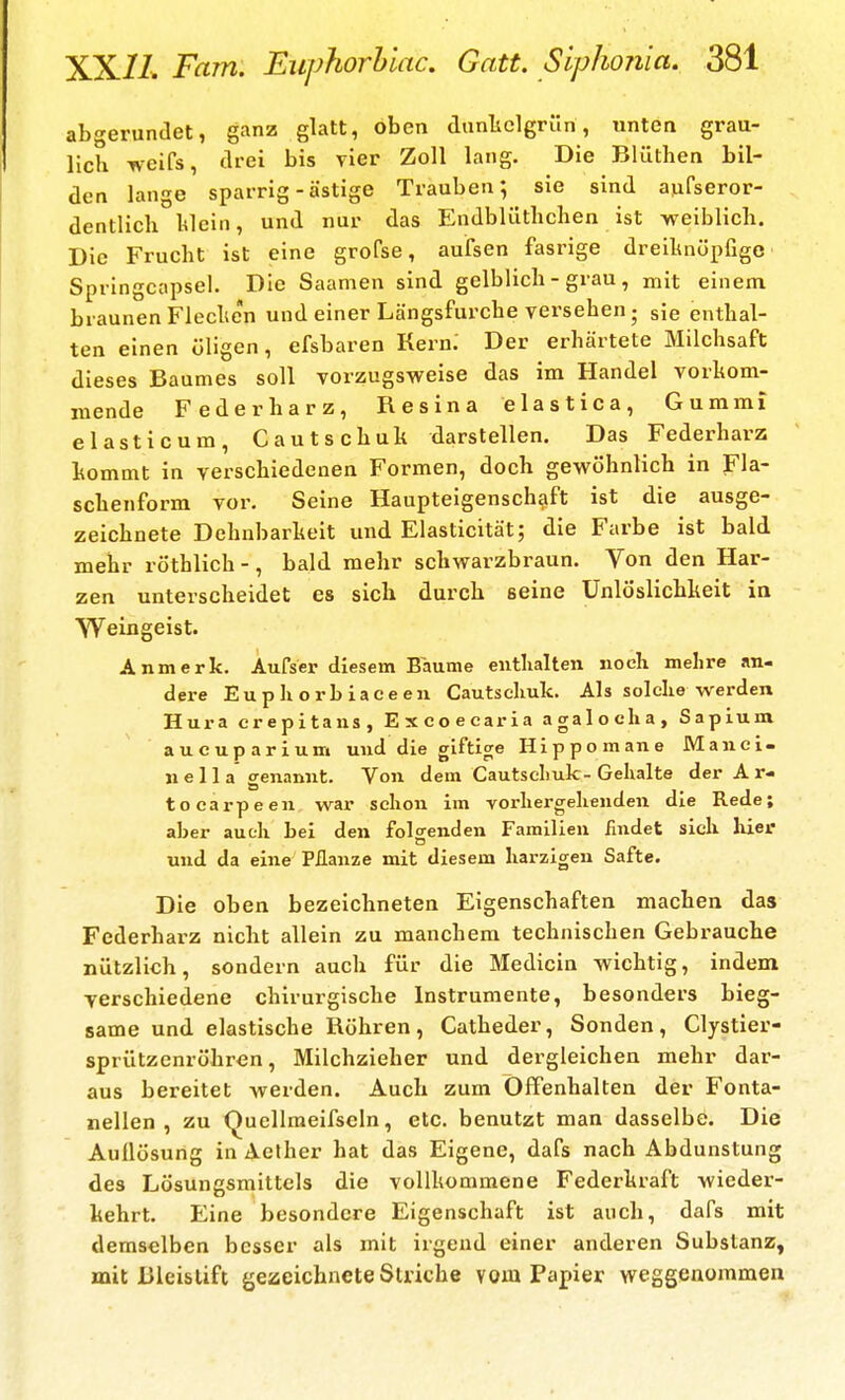 abgerundet, ganz glatt, oben diinlielgrün, unten grau- lich weifs, drei bis vier Zoll lang. Die Blüthen bil- den lange sparrig-ästige Trauben; sie sind aufseror- dentlich blein, und nur das Endbliithchen ist weiblich. Die Frucht ist eine grofse, aufsen fasrige dreiknöpfige Springcapsel. Die Saamen sind gelblich - grau, mit einem braunen Fleche'n und einer Längsfurche versehen; sie enthal- ten einen öligen, efsbaren Kern. Der erhärtete Milchsaft dieses Baumes soll vorzugsweise das im Handel vorkom- mende Federharz, Resina elastica, Gummi elasticum, Cautschuk darstellen. Das Federharz kommt in verschiedenen Formen, doch gewöhnlich in Fla- schenform vor. Seine Haupteigenschaft ist die ausge- zeichnete Dehnbarkeit und Elasticität; die Farbe ist bald mehr röthlich -, bald mehr schwarzbraun. Von den Har- zen unterscheidet es sich durch seine Unlöslichkeit in VVeingeist. An merk. Aufser diesem Baume enthalten noch mehre an- dere Eu p h o rb iaee en Cautschuk. Als solche werden Hura crepitans, Excoecaria agalocha, Sapium^ aucuparium und die giftige Hippomane Manei- nella genannt. Von dem Cautschuk-Gehalte der A r- tocarpeen war schon im vorhergehenden die Rede; aber auch bei den folgenden Familien findet sich hier und da eine Pflanze mit diesem harzigen Safte. Die oben bezeichneten Eigenschaften machen das Federharz nicht allein zu manchem technischen Gebrauche nützlich, sondern auch für die Medicin wichtig, indem verschiedene chirurgische Instrumente, besonders bieg- same und elastische Röhren, Catheder, Sonden, Clystier- sprützenröhren, Milchzieher und dergleichen mehr dar- aus bereitet werden. Auch zum Offenhalten der Fonta- nellen , zu Quellmeifscln, etc. benutzt man dasselbe. Die Auflösung in Aelher hat das Eigene, dafs nach Abdunstung des Lösungsmittels die vollkommene Federkraft wieder- kehrt. Eine besondere Eigenschaft ist auch, dafs mit demselben besser als mit iigeud einer anderen Substanz, mit Bleistift geaeichncte Striche voiu Papier weggenommen
