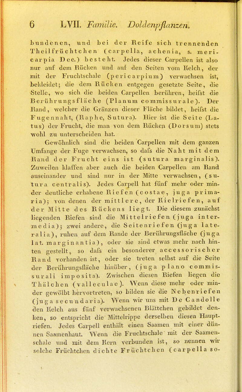 bundcnen, und bei der Reife sich trennenden Theilfrüchtchen (carpella, achenia, s. meri- carpia Dec.) besteht. Jedes dieser Carpellen ist also nur auf dem Rücken und auf den Seiten vom Kelch, der mit der Fruchtschale (p e ri c arpium) verwachsen ist, bekleidet; die dem Rücken entgegen gesetzte Seite, die Stelle, Wo sich die beiden Carpellen berühren, heifst die Berührungsfläche (Planum commissurale). Der Rand, welcher die Gränzen dieser Fläche bildet, heifst die Fugennaht, (Raphe, Sutura). Hier ist die Seite (La- tus) der Frucht, die man von dem Rücken (Dorsum) stets wohl zu unterscheiden hat. Gewöhnlich sind die beiden Carpellen mit dem ganzen Umfange der Fuge verwachsen, so dafs die Naht mit dem Rand der Frucht eins ist (sutura marginalis). Zuweilen klaffen aber auch die beiden Carpellen am Rand auseinander und sind nur in der Mitte verwachsen, (su- tura centralis). Jedes Carpell hat fünf mehr oder min- der deutliche erhabene Riefen (costae, ju g a prima- ria); von denen der mittlere, der Kielriefen, auf der Mitte des Rückens liegt. Die diesem zunächst liegenden Riefen sind die Mittelriefen (juga inter- media); zwei andere, die Seitenriefen (juga late- ralia), ruhen auf dem Rande der Berührungsfläche (juga lat. marginantia), oder sie sind etwas mehr nach hin- ten gestellt, so dafs ein besonderer accessorischer Rand vorhanden ist, oder sie treten selbst auf die Seite der Berührungsfläche hinüber, (juga piano commis- surali imposita). Zwischen diesen Riefen liegen die Thälchen ( val 1 ecula e ). Wenn diese mehr oder min- der gewölbt hervortreten, so bilden sie die Neben riefen (juga secundaria). Wenn wir uns mit De Candolle den Kelch aus fünf verwachsenen Blättchen gebildet den- ken, so entspricht die Mittelrippe derselben diesen Haupt- riefen. Jedes Carpell enthält einen Saamen mit einer dün- nen Saamcnhaut. Wenn die Fruchtschale mit der Saamen- schale und mit dem Kern verbunden ist, so nennen wir solche Früchtchen dichte Früchtchen (carpella so- \