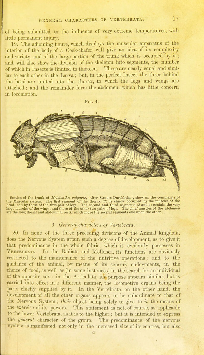 of being submitted to the influence of very extreme temperatures, with little permanent injury. 19. The adjoining figure, which displays the muscular apparatus of the interior of the body of a Cock-chafer, will give an idea of its complexity and variety, and of the large portion of the trunk which is occupied by it; and will also show the division of the skeleton into segments, the number of which in Insects is limited to thirteen. These are nearly equal and simi- lar to each other in the Larva; but, in the perfect Insect, the three behind the head are united into the thorax, to which the legs and wings are attached ; and the remainder form the abdomen, which has little concern in locomotion. Fig. 4. Section of the trunk of Melolontha vulgaris, (after Strauss-Durckheim), showing the complexity of the Muscular system. The first segment of the thorax (2) is chiefly occupied by the muscles of the head, and by those of the first pair of legs. The second and third segments (3 and 4) contain the very large muscles of the wings, and those of the other two pairs of legs. The chief muscles of the abdomen are the long dorsal and abdominal recti, which move the several segments one upon the other. 6. General characters of Vertebrata. 20. In none of the three preceding divisions of the Animal kingdom, does the Nervous System attain such a degree of development, as to give it that predominance in the whole fabric, which it evidently possesses in Vertebrata. In the Radiata and Mollusca, its functions are obviously restricted to the maintenance of the nutritive operations; and to the guidance of the animal, by means of its sensory endowments, in the choice of food, as well as (in some instances) in the search for an individual of the opposite sex : in the Articulata, its purpose appears similar, but is carried into effect in a different manner, the locomotive organs being the parts chiefly supplied by it. In the Vertebrata, on the other hand, the development of all the other organs appears to be subordinate to that of the Nervous System; their object being solely to give to it the means of the exercise of its powers. This statement is not, of course, as applicable to the lower Vertebrata, as it is to the higher; but it is intended to express the general character of the group. The predominance of the nervous System is manifested, not only in the increased size of its centres, but also o