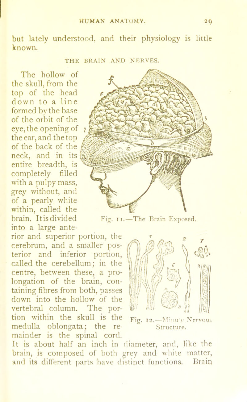 but lately understood, and their physiology is little known. THE BRAIN AND NERVES. The hollow of the skull, from the top of the head down to a line formed by the base of the orbit of the eye, the opening of the ear, and the top of the back of the neck, and in its ImM entire breadth, is completely filled with a pulpy mass, grey without, and of a pearly white within, called the brain. It is divided into a large ante- rior and superior portion, the cerebrum, and a smaller pos- terior and inferior portio called the cerebellum; in the centre, between these, a pro- longation of the brain, con- taining fibres from both, passes down into the hollow of the vertebral column. The por- tion within the skull is the medulla oblongata; the re- mainder is the spinal cord. It is about half an inch in diameter, and, like the brain, is composed of both grey and white matter, and its different parts have distinct functions. Brain Fig. II.—The Brain Exposed. Fig. 12. — Minu'c Nervoui Structure.