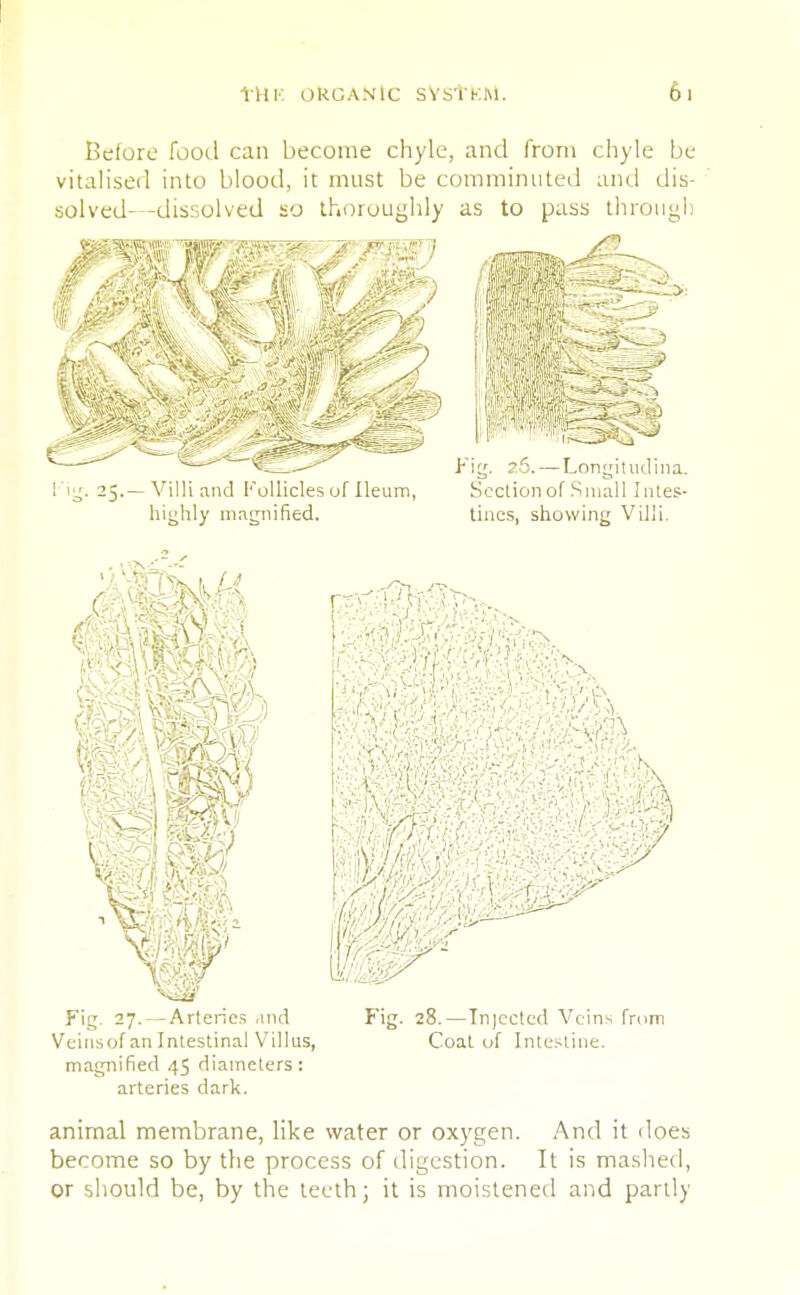 Before food can become chyle, and from chyle be vitalised into blood, it must be comminuted and dis- solved—dissolved so thoroughly as to pass through Fig. 27.--Arteries and Fig. 28.—Injected Veins from Veinsof an Intestinal Villus, Coat of Intestine, magnified 45 diameters: arteries dark. animal membrane, like water or oxygen. And it does become so by the process of digestion. It is mashed, or should be, by the teeth; it is moistened and partly