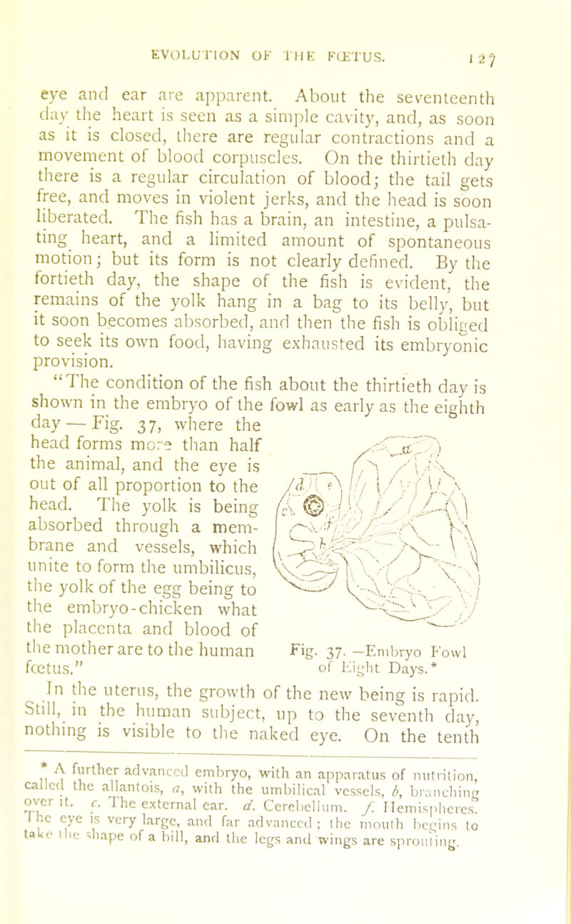 12? eye and ear are apparent. About the seventeenth day the heart is seen as a simple cavity, and, as soon as it is closed, there are regular contractions and a movement of blood corpuscles. On the thirtieth day there is a regular circulation of blood; the tail gets free, and moves in violent jerks, and the head is soon liberated. The fish has a brain, an intestine, a pulsa- ting_ heart, and a limited amount of spontaneous motion; but its form is not clearly defined. By the fortieth day, the shape of the fish is evident, the remains of the yolk hang in a bag to its belly, but it soon becomes absorbed, and then the fish is obliged to seek its own food, having exhausted its embryonic provision. The condition of the fish about the thirtieth day is shown in the embryo of the fowl as early as the eighth day — Fig. 37, where the head forms more than half v \. the animal, and the eye is V ; A* out of all proportion to the /& ■ A !'; I ' ' 1 A head. The yolk is being L © IP) l//J~&\ absorbed through a mem- '$ , \ k\ brane and vessels, which f. h ■ ' ,x - \ \ unite to form the umbilicus, \sS^| \ the yolk of the egg being to ^^S' A / the embryo-chicken what -il- the placenta and blood of ' ''' the mother are to the human Fig. 37. -Embryo Fowl fcetUS. of Light Days.* In die uterus, the growth of the new being is rapid. Still, in the human subject, up to the seventh day, nothing is visible to the naked eye. On the tenth * A further advanced embryo, with an apparatus of nutrition, called the allantois, a, with the umbilical vessels, b, branching over it. c. The external car. (/.Cerebellum. / Hemispheres. J he eye is very large, and far advanced; the mouth begins to lake the shape of a bill, and the legs and wings are sprouting