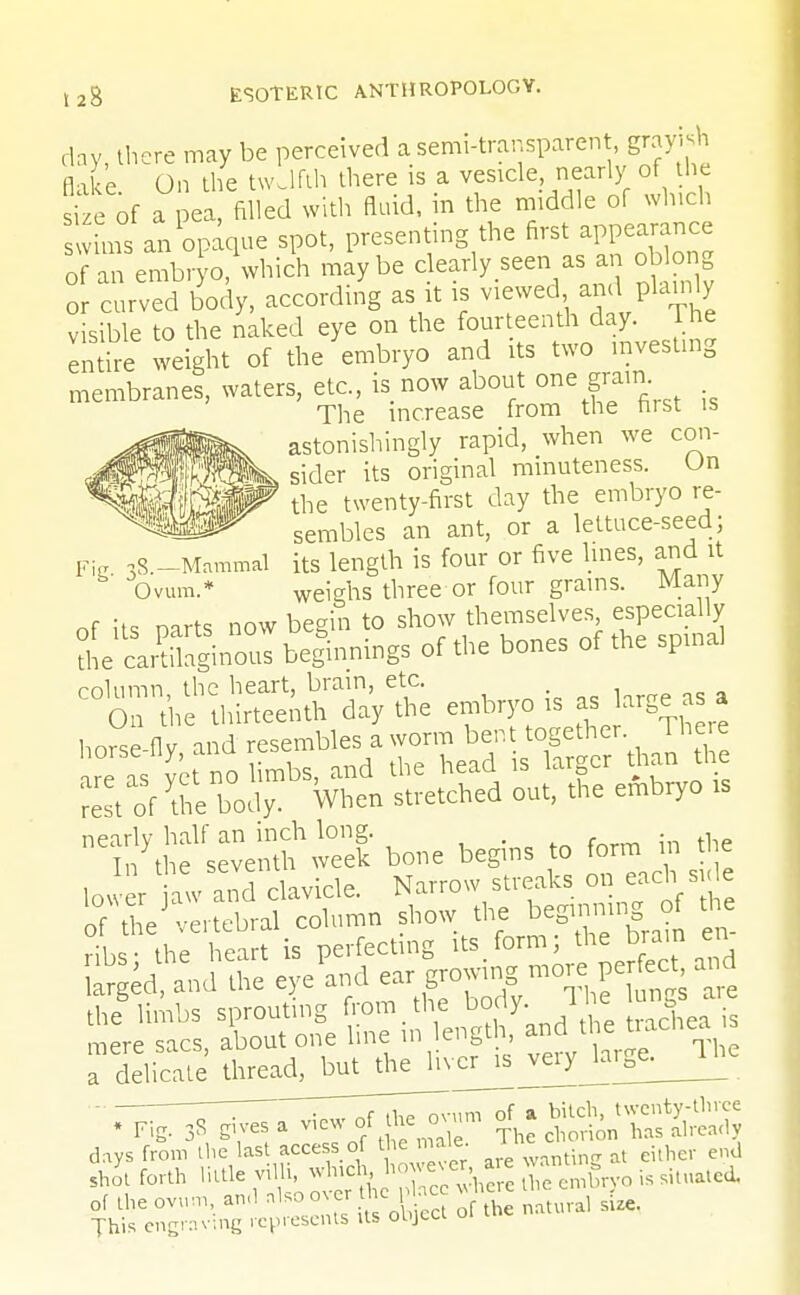 day, there may be perceived a semi-transparent, grayish flake On the twdfth there is a vesicle, nearly of he u of a pea filled with fluid, in the middle of winch swims an opaque spot, presenting the first appearance o an embryo, which maybe dearly seen as, an oblong or curved body, according as it » viewed and plaurty visible to the naked eye on the fourteenth day. l ne entire weight of the embryo and its two investing membranes, waters, etc., is now about one gram The increase from the first is astonishingly rapid, when we con- sider its original minuteness. On the twenty-first day the embryo re- sembles an ant, or a lettuce-seed; Pijr ^.-Mammal its length is four or five hues, and it Ovum.* weighs three or four grains. Many of its oarts now begin to show themselves especially the caSnous beginnings of the bones of the spinal ^et^ rest of the body. When stretched out, the embryo is nearly half an inch long. . . , In the seventh week bone begins to form in the lower aw and clavicle. Narrow streaks on each, si,e of the vertebral column show the beginning of the ribs; the heart is perfecting its.form5 ^ larged, and the eye and ear growing; more: pe feet and the limbs sprouting from the body Ihe ung*« mere sacs, about one line in length, and the Uacnea. s a delicate thread, but the h^^^rge^Jlhe days from the las access of the male ^ ^ shot forth little v,h winch h ™*cr * ^ ^ of the ovum, an,1 also oxer he uc . size> This engraving represents its object 01 u.c