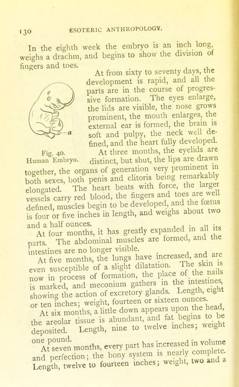 In the eighth week the embryo is an inch long weighs a drachm, and begins to show the division of fingers and toes. _ , At from sixty to seventy days, the development is rapid, and all the parts are in the course of progres- sive formation. The eyes enlarge, the lids are visible, the nose grows prominent, the mouth enlarges, the external ear is formed, the brain is soft and pulpy, the neck well de- fined, and the heart fully developed. Fig. 40. At three months, the eyelids are Human Embryo, distinct, but shut, the lips are drawn together, the organs of generation very prominent in boSth sexes, both penis and clitoris being remarkably elongated. The heart beats with force, the large ves ds carry red blood, the fingers and toes are well refined, muscles begin to be developed, and the foetus isTour or five inches in length, and weighs about two and a half ounces. . . At four months, it has greatly expanded^1 all its parts. The abdominal muscles are formed, and the intestines are no longer visible. At five months, the lungs have increased, and are even susceptible of a slight dilatation The: skm now in process of formation, the place of _ the nails is marked, and meconium gathers in the mtestog showing the action of excretory glands. Length eight or ten inches: weight, fourteen or sixteen ounces ° It s x months, a little down appears upon the head the areolar tissue is abundant, and fat begins to be deposked Length, nine to twelve inches; weight ° MPs°eUvnen months, every part has increased m vdume and oerfection; the bony system is nearly complete Length' twelve'to fourteen inches; weight, two and a